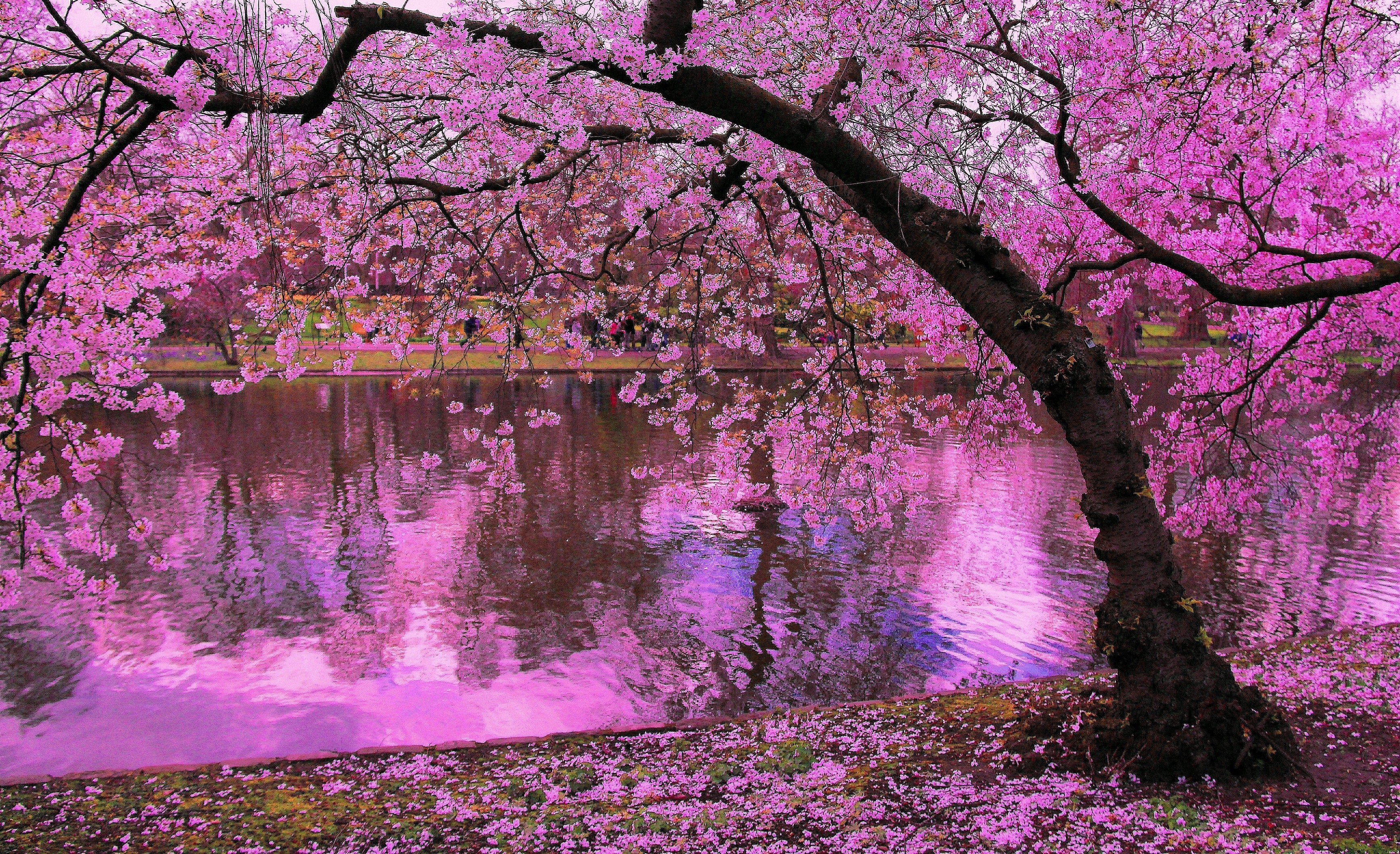 Cherry Blossom Tree Background - HD Wallpaper 