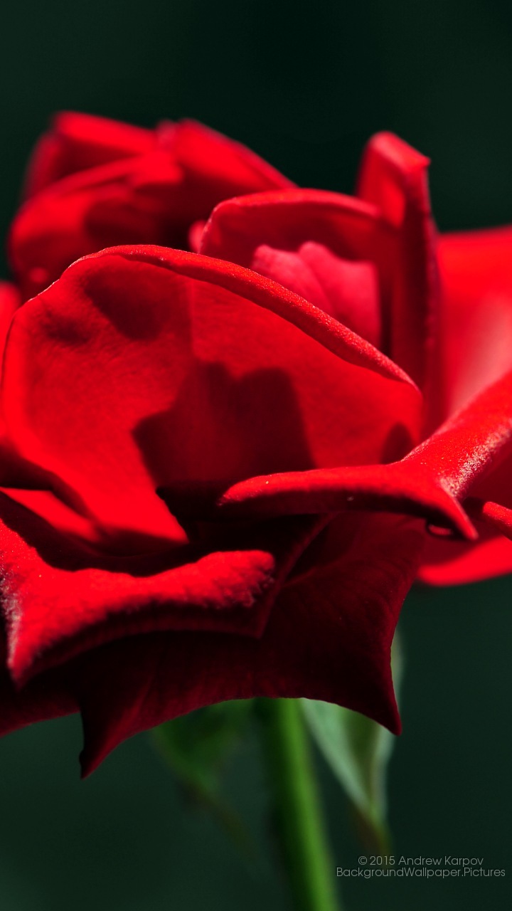 Gionee Marathon M5 Mini Background - Huawei Y6 Wallpaper Hd - HD Wallpaper 