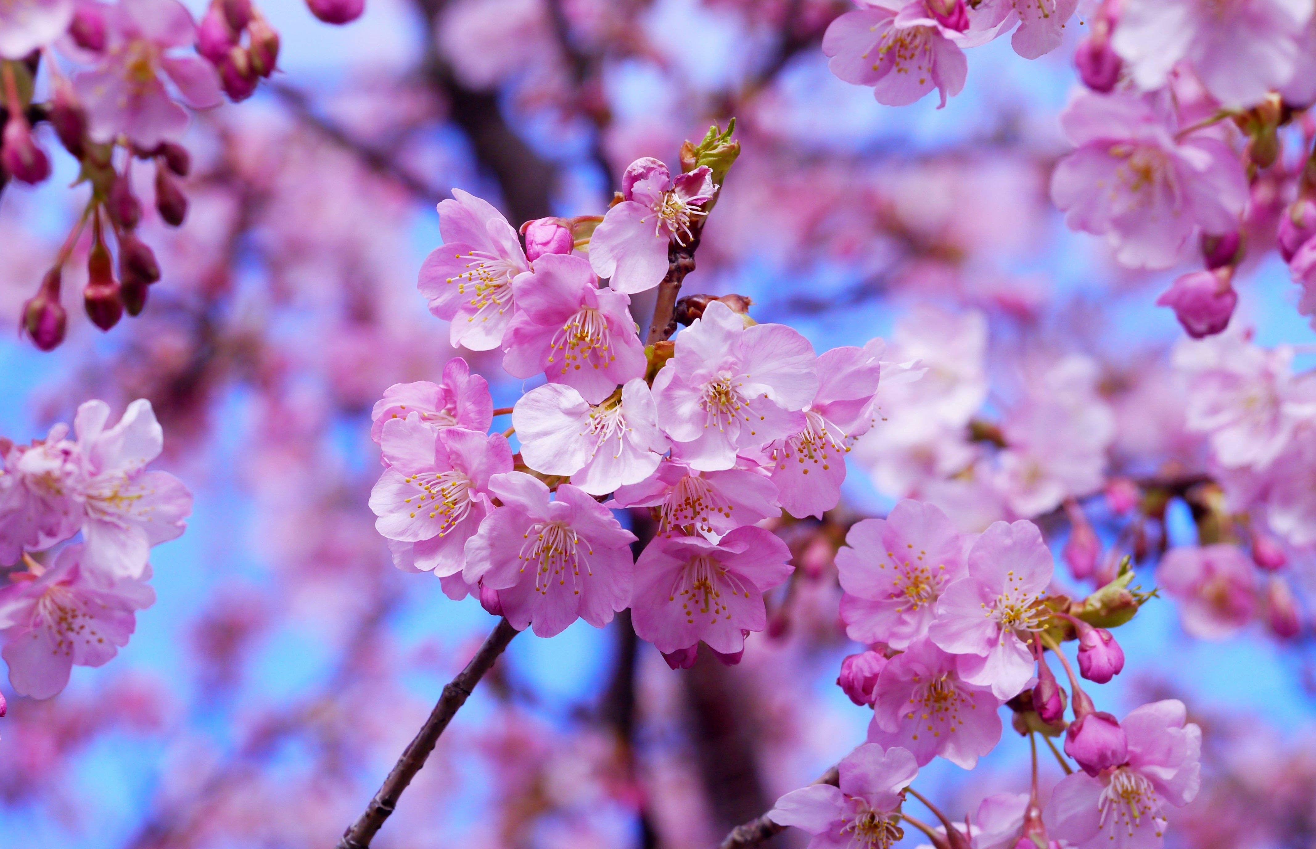 New Zealand Cherry Blossom - HD Wallpaper 