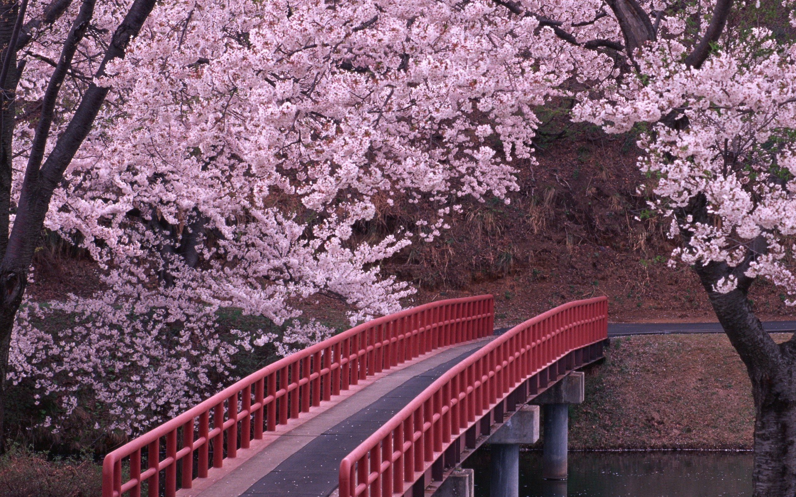 Cherry Blossom Hd Wallpapers Backgrounds Wallpaper - Cherry Blossom Flower Japan - HD Wallpaper 