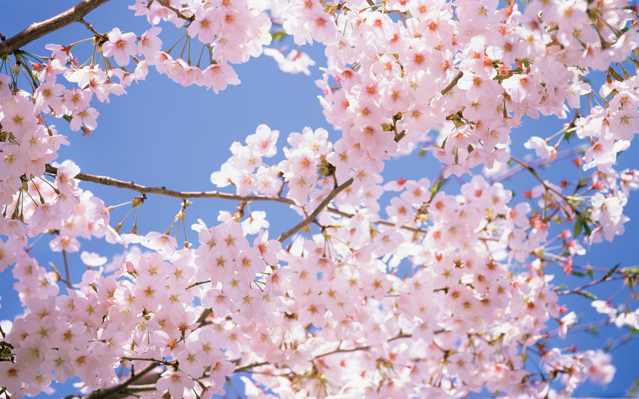 Cherry Trees - HD Wallpaper 