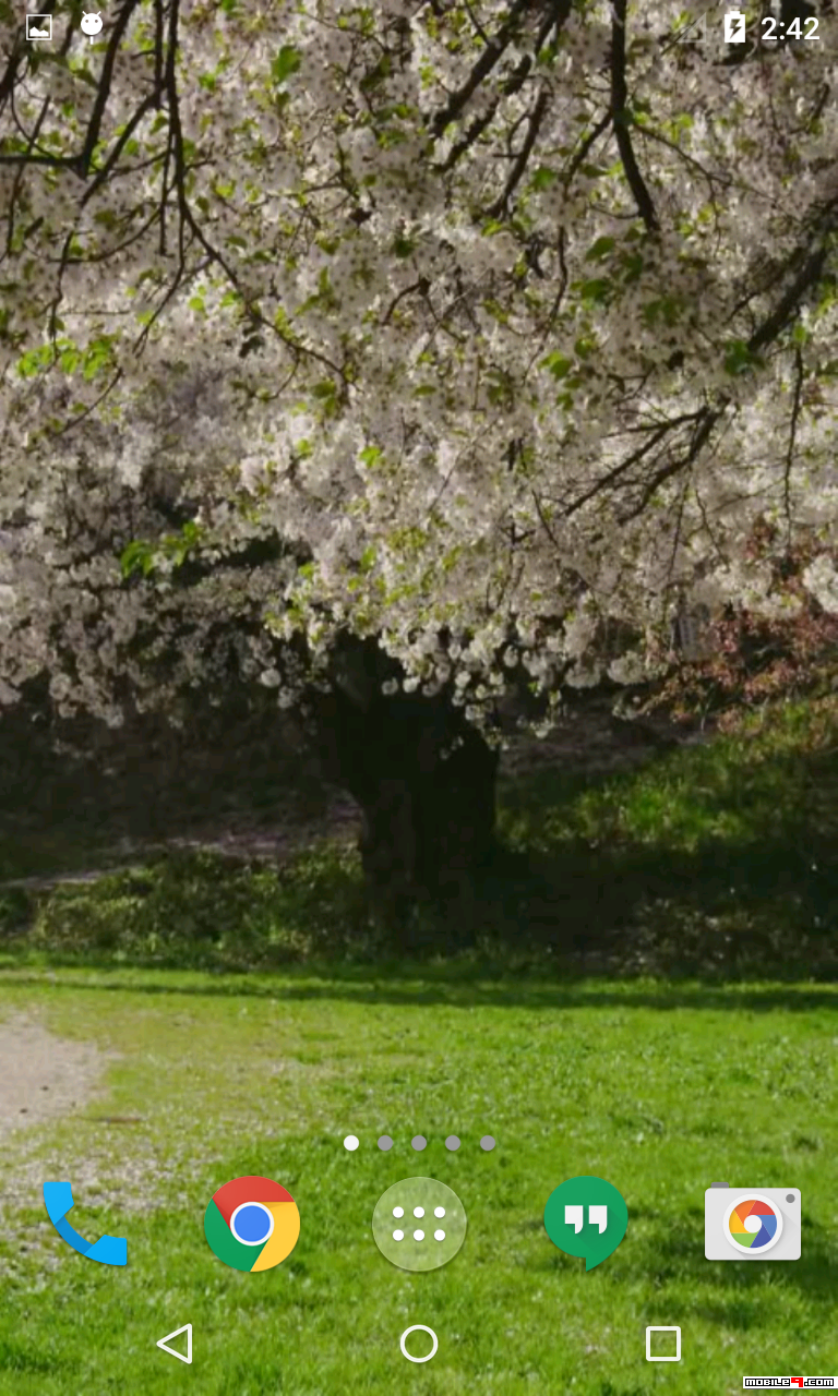 Cherry Blossom - HD Wallpaper 