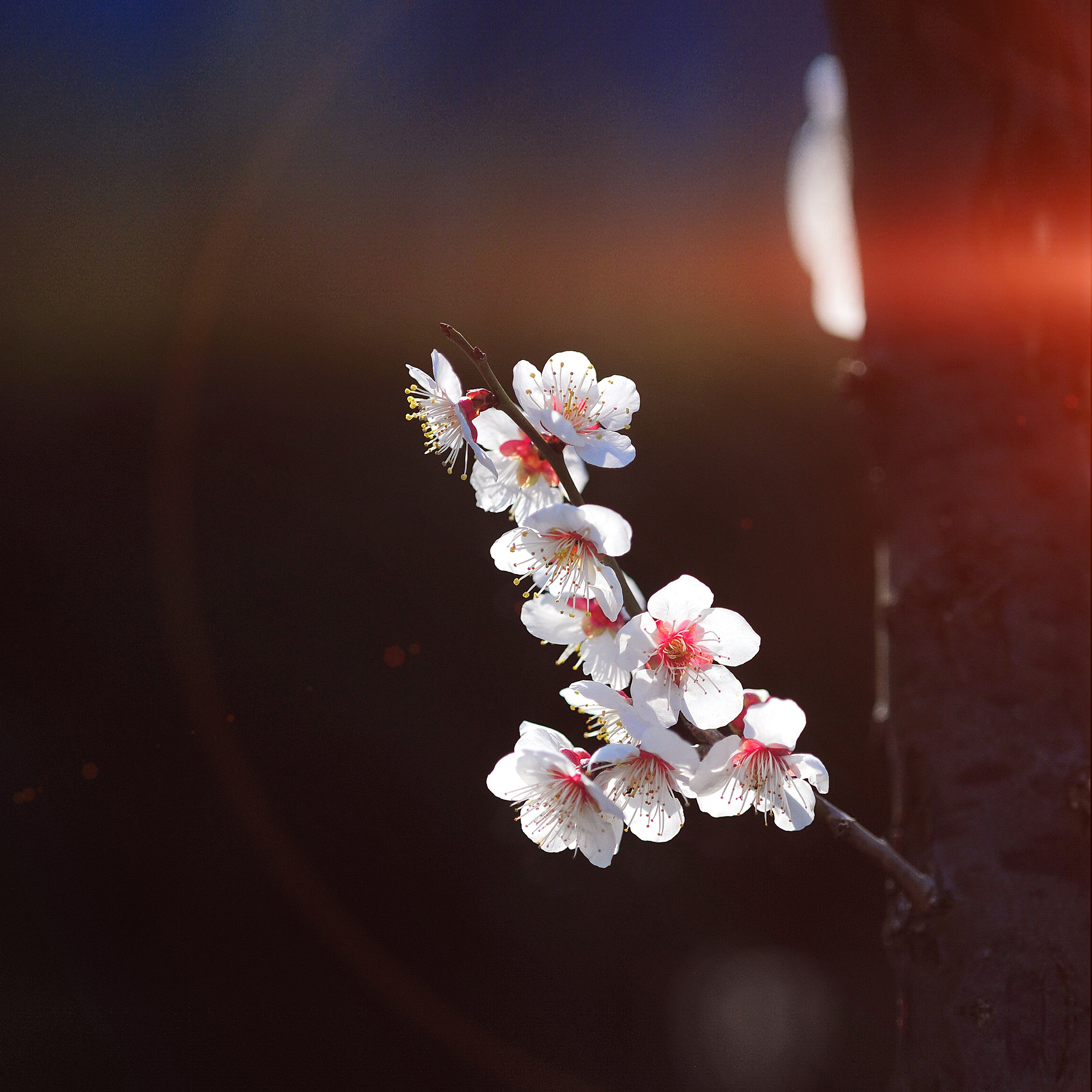 Cherry Blossom Wallpaper Iphone X - HD Wallpaper 