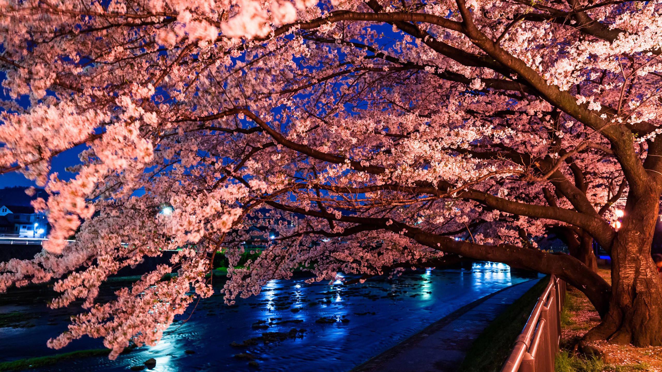 Hd Sakura Tree Live Wallpaper - Cherry Blossoms Desktop Backgrounds Hd - HD Wallpaper 