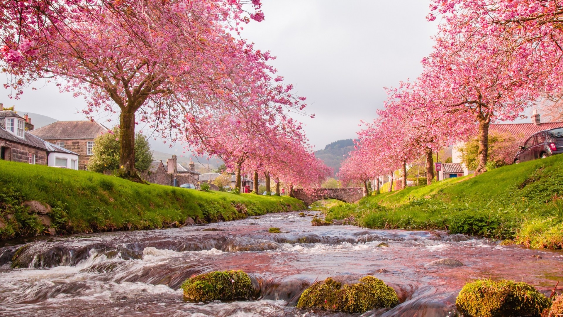Sakura Cherry Blossom Background - HD Wallpaper 