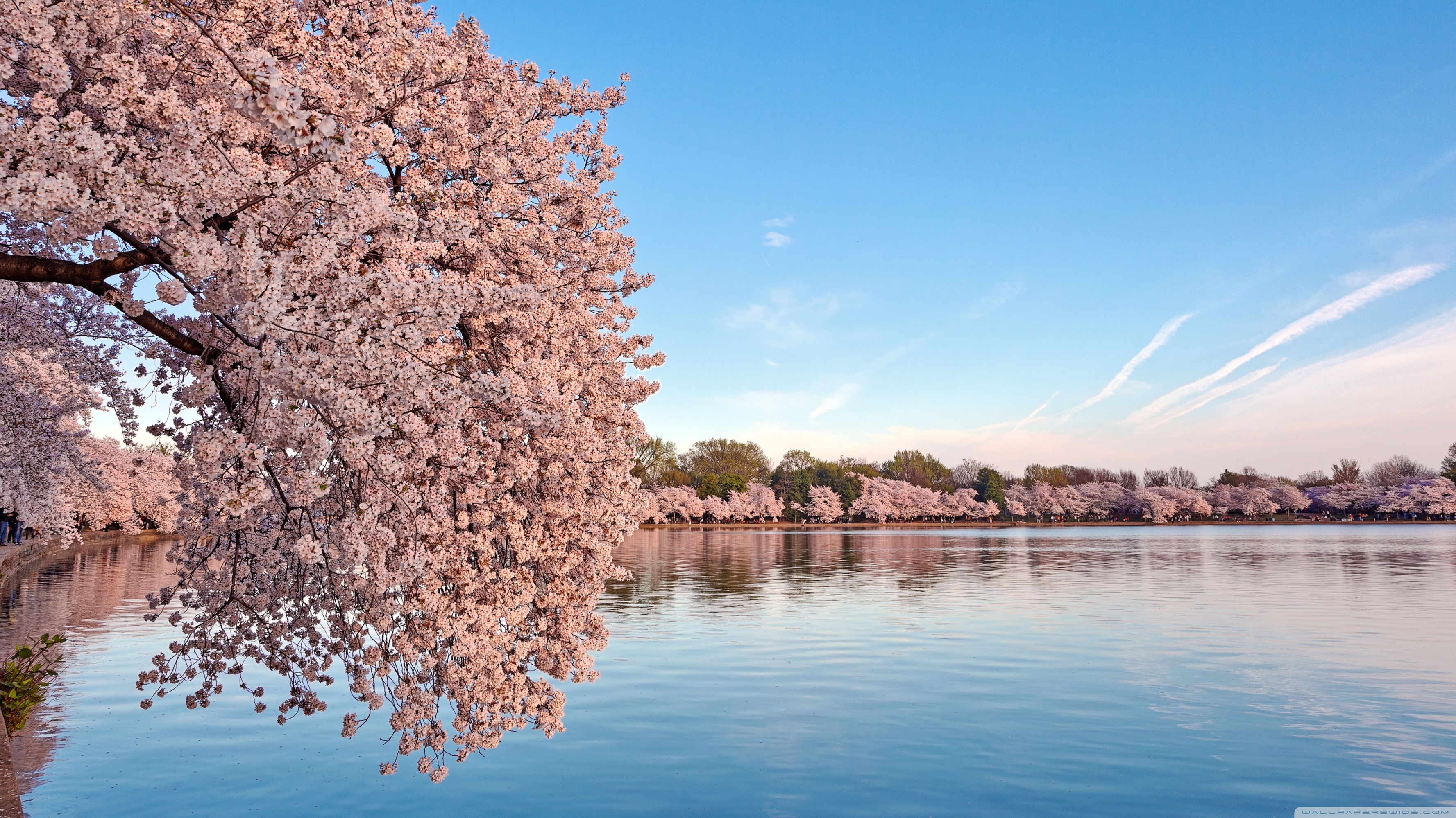 Dc Cherry Blossom - HD Wallpaper 
