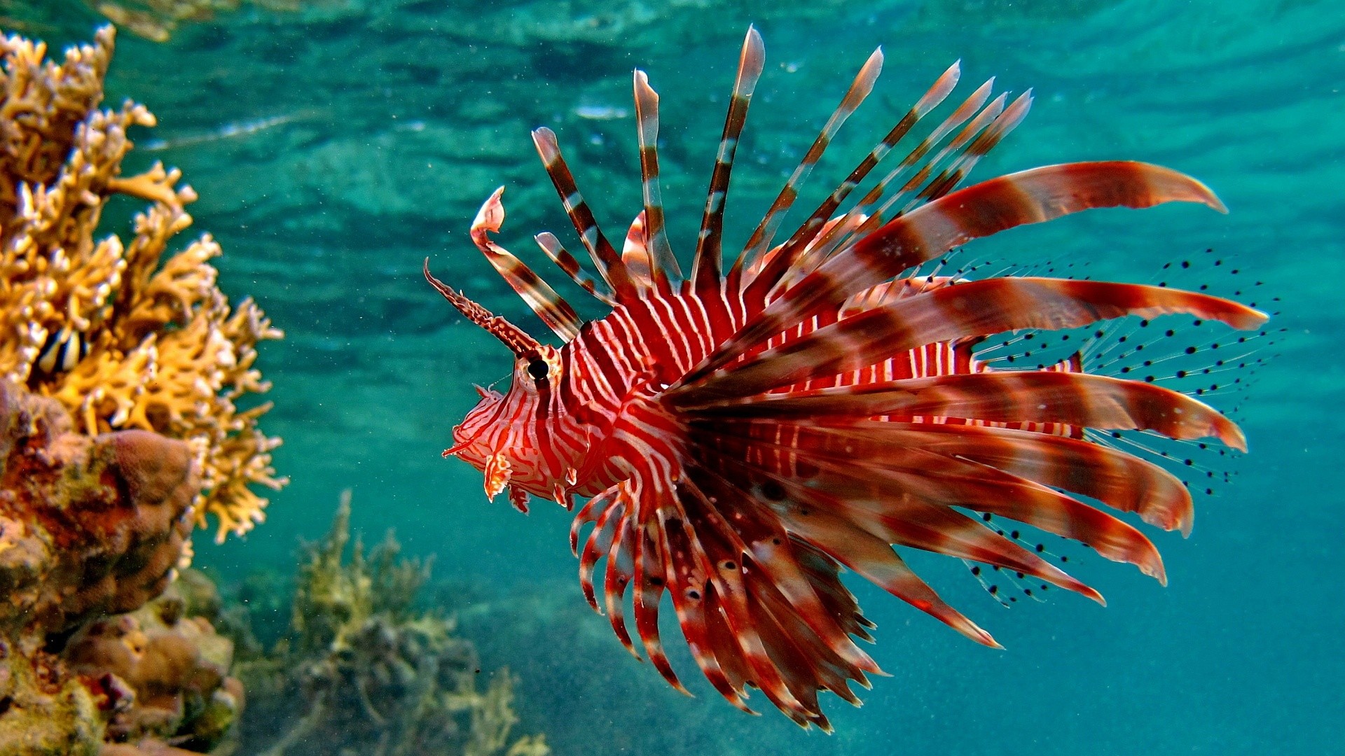 Aquarium Screensaver Free Download Windows Xp - Beautiful Lionfish - HD Wallpaper 