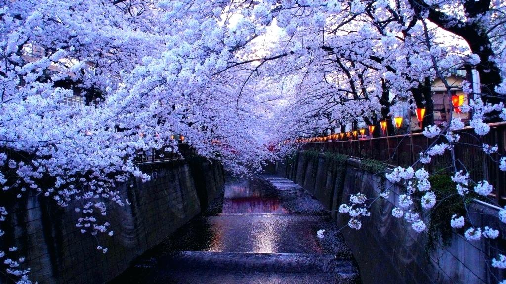 Cherry Blossom Wallpaper Japanese Hd - Cherry Blossom Wallpaper Night - HD Wallpaper 