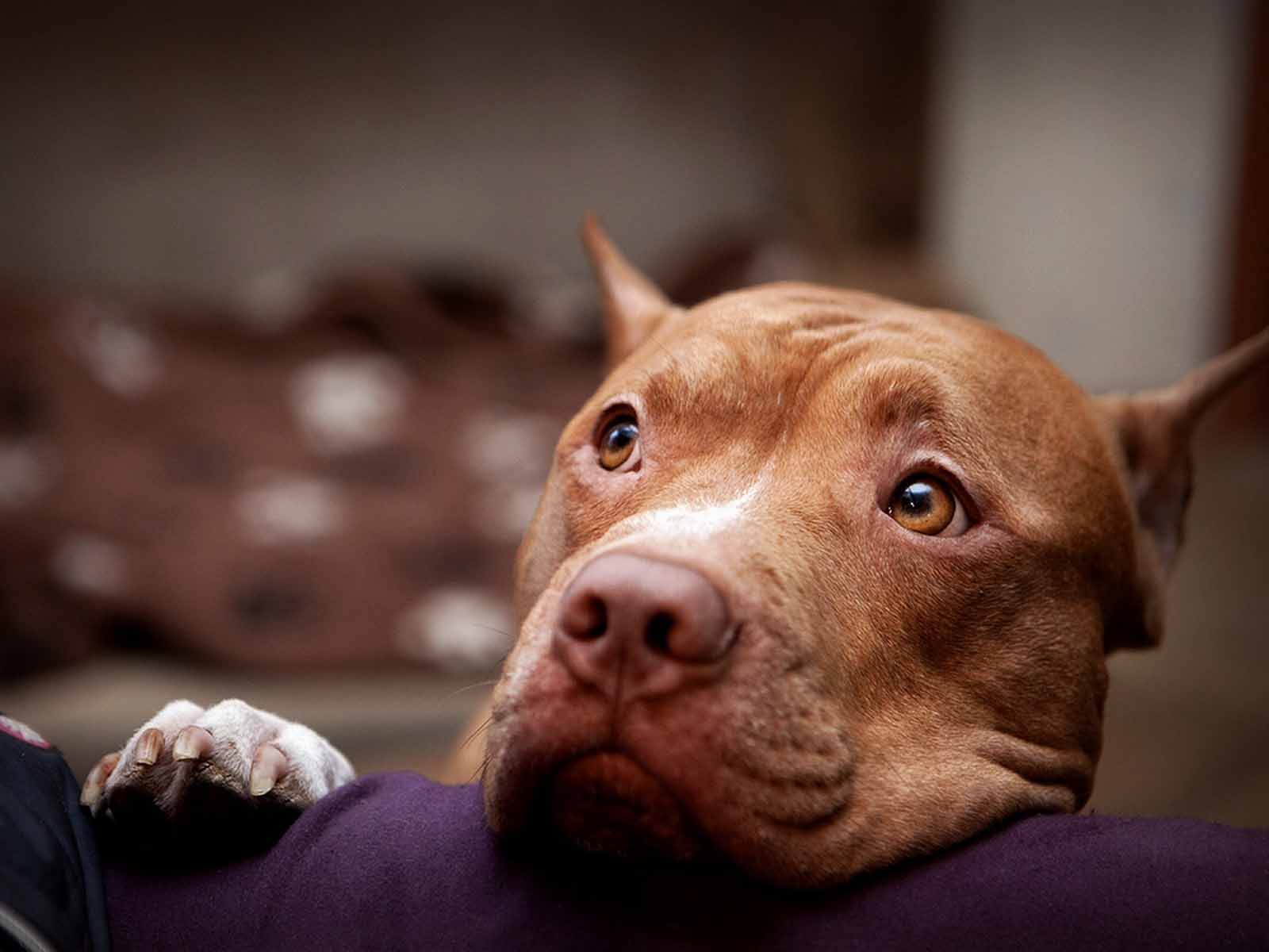 Pitbull Dog High Resolution - HD Wallpaper 