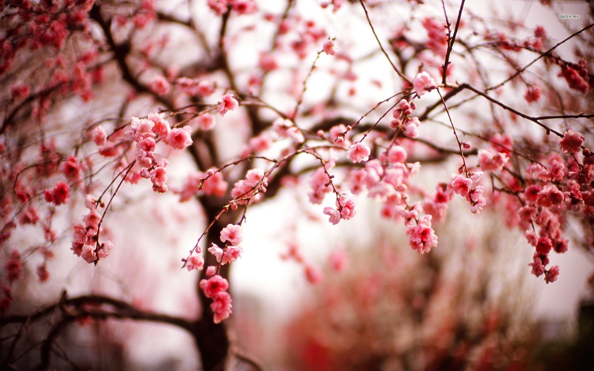 Desktop Backgrounds Hd Cherry Blossoms - HD Wallpaper 