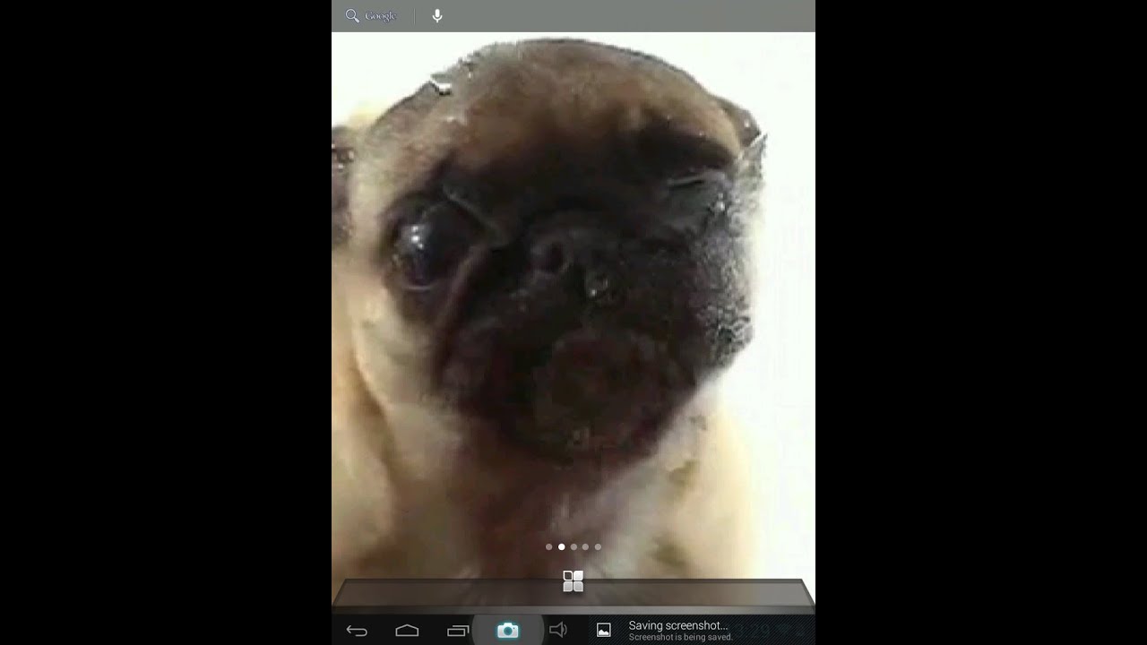 Pug Licking Screen 1280x720 Wallpaper teahub.io