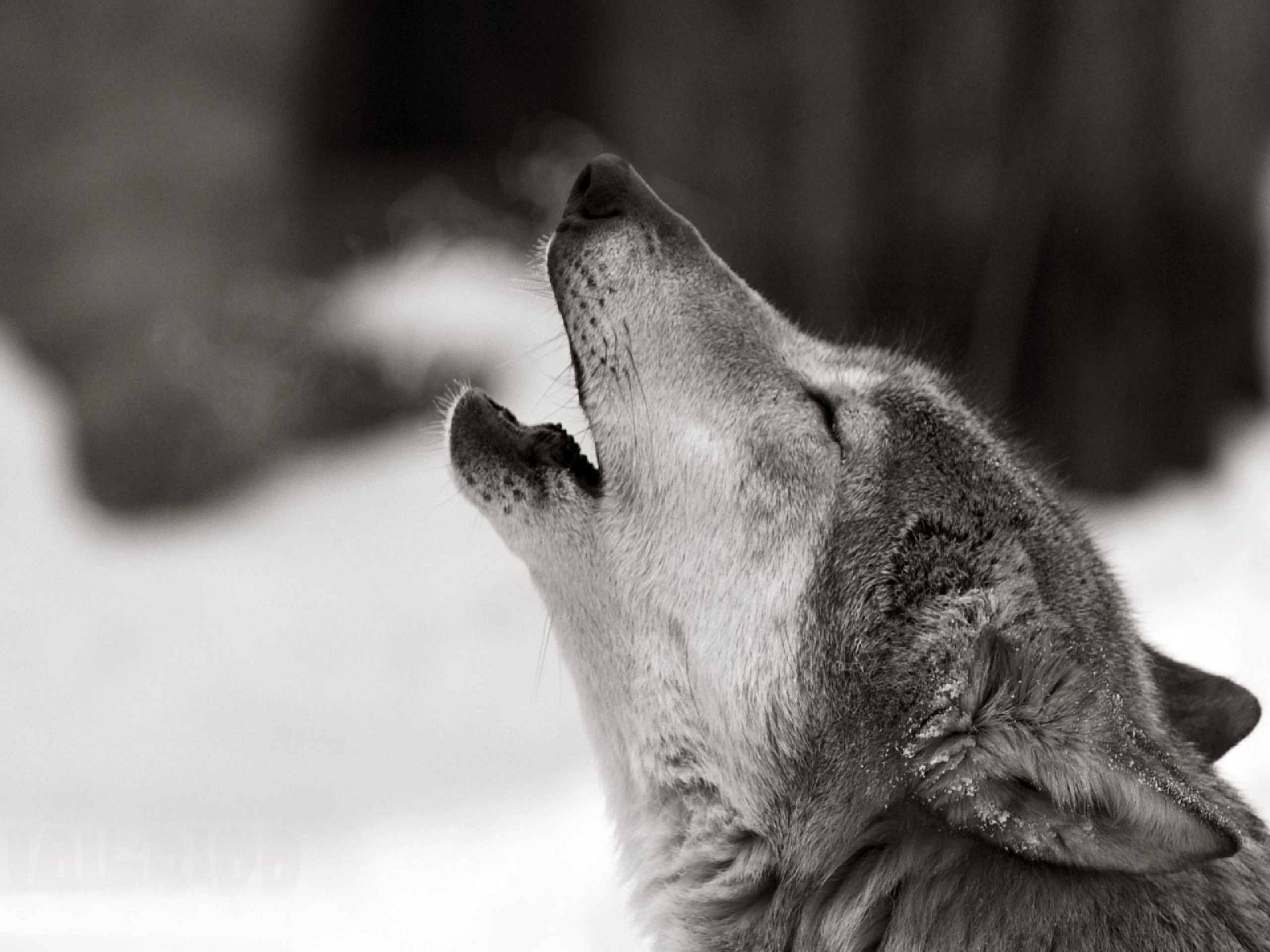 Howling Wolf Black And White - HD Wallpaper 