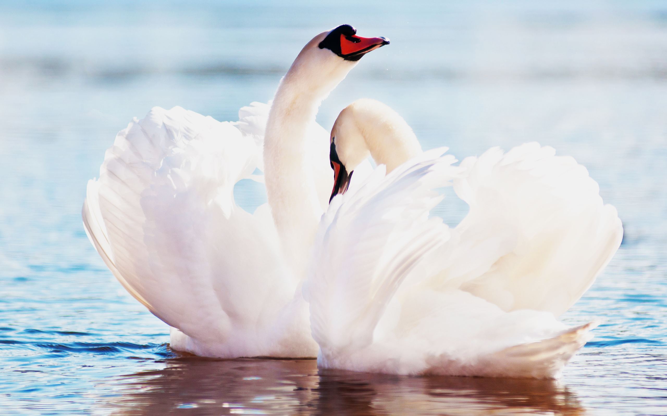 Tundra Swan - HD Wallpaper 