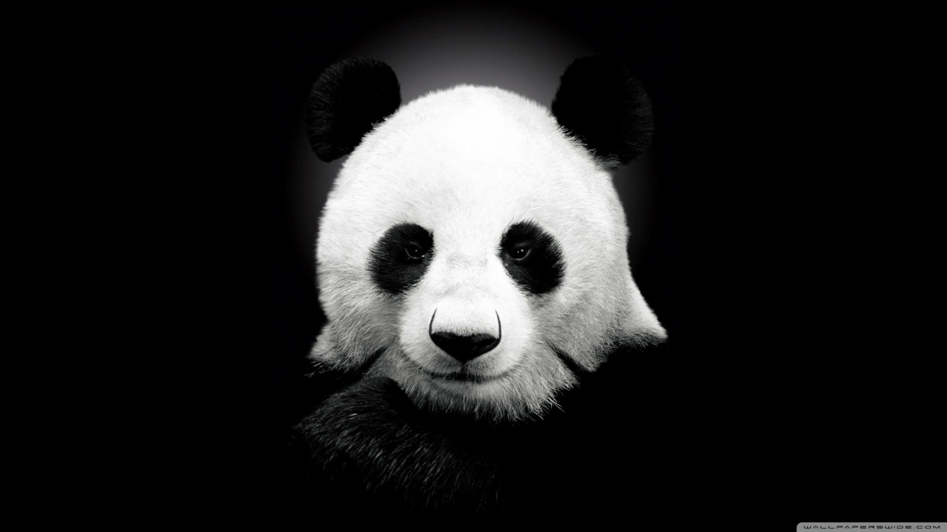 Panda Bear Â¤ 4k Hd Desktop Wallpaper For 4k Ultra - Panda Black And White - HD Wallpaper 