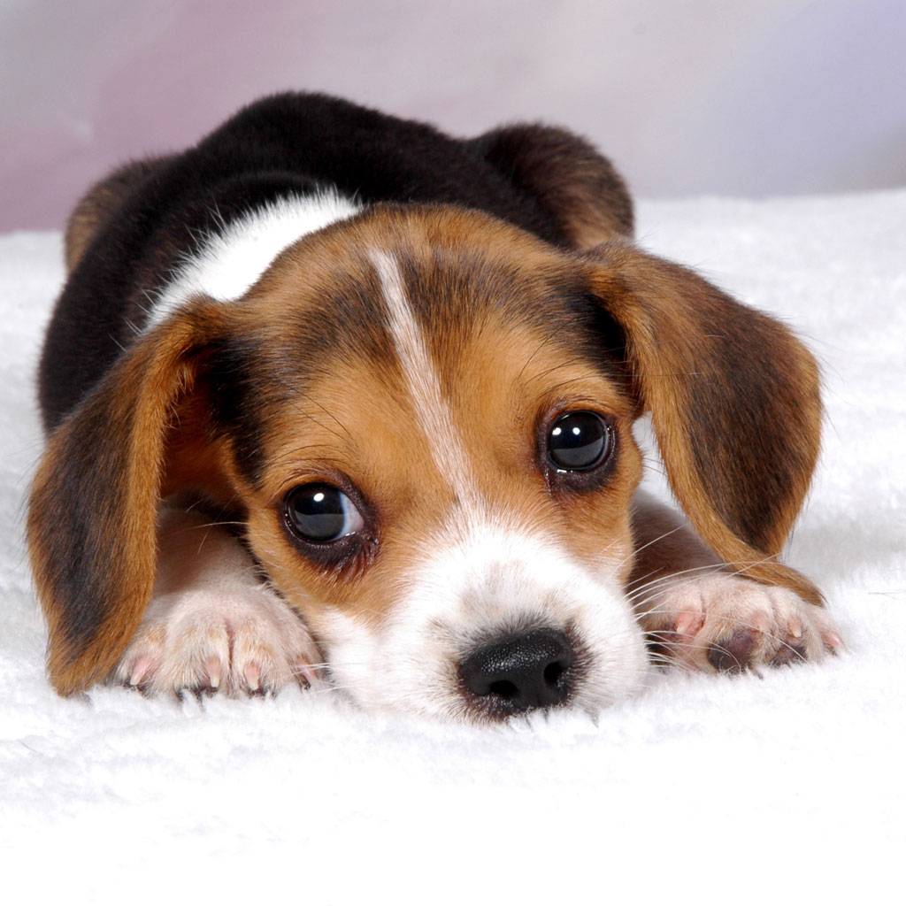 Cute Puppy High Resolution - HD Wallpaper 