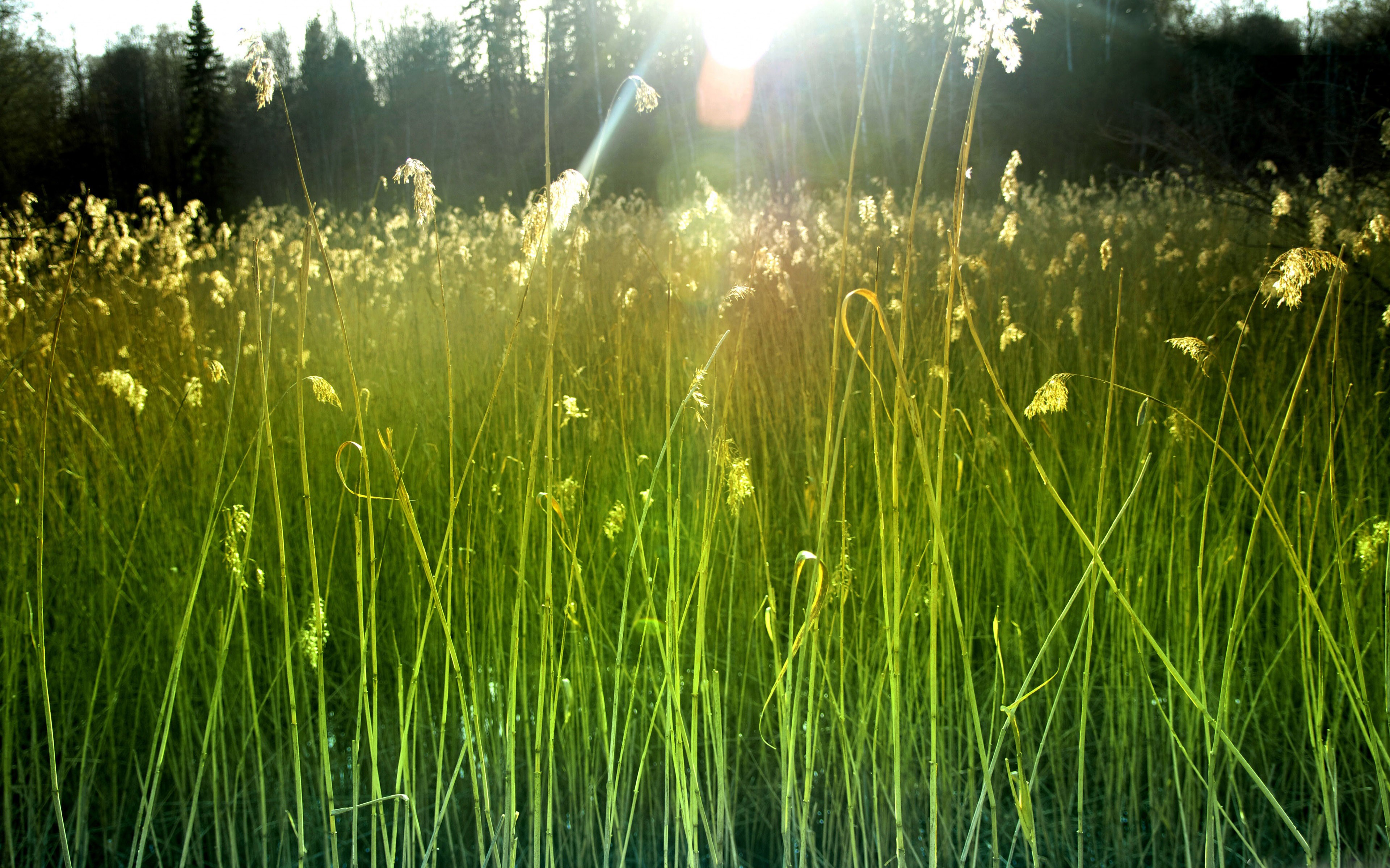 Free Sunrise Image Background Photos Windows Artworks - Background Image Sunrise Hd Download - HD Wallpaper 