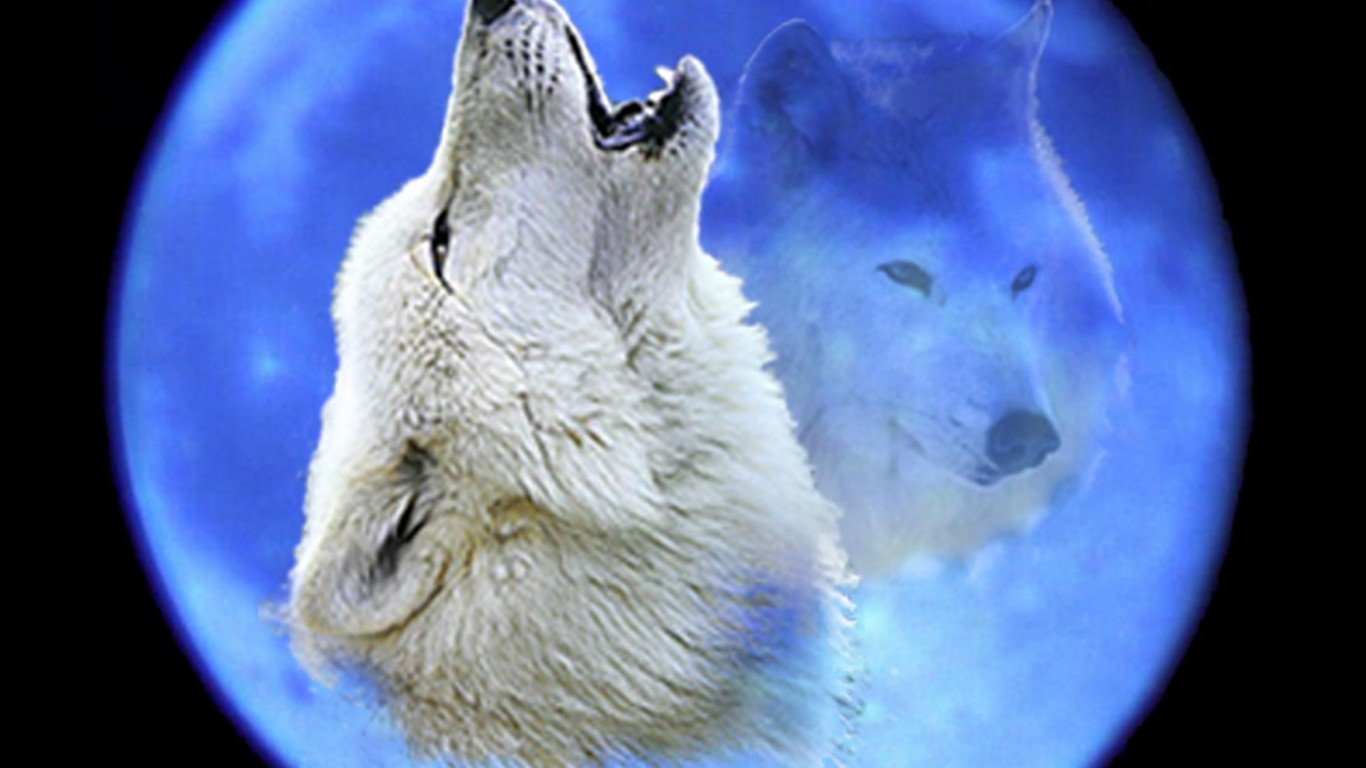 Bozkurt Wallpaper - Black And White Wolf Howling Photograph - HD Wallpaper 