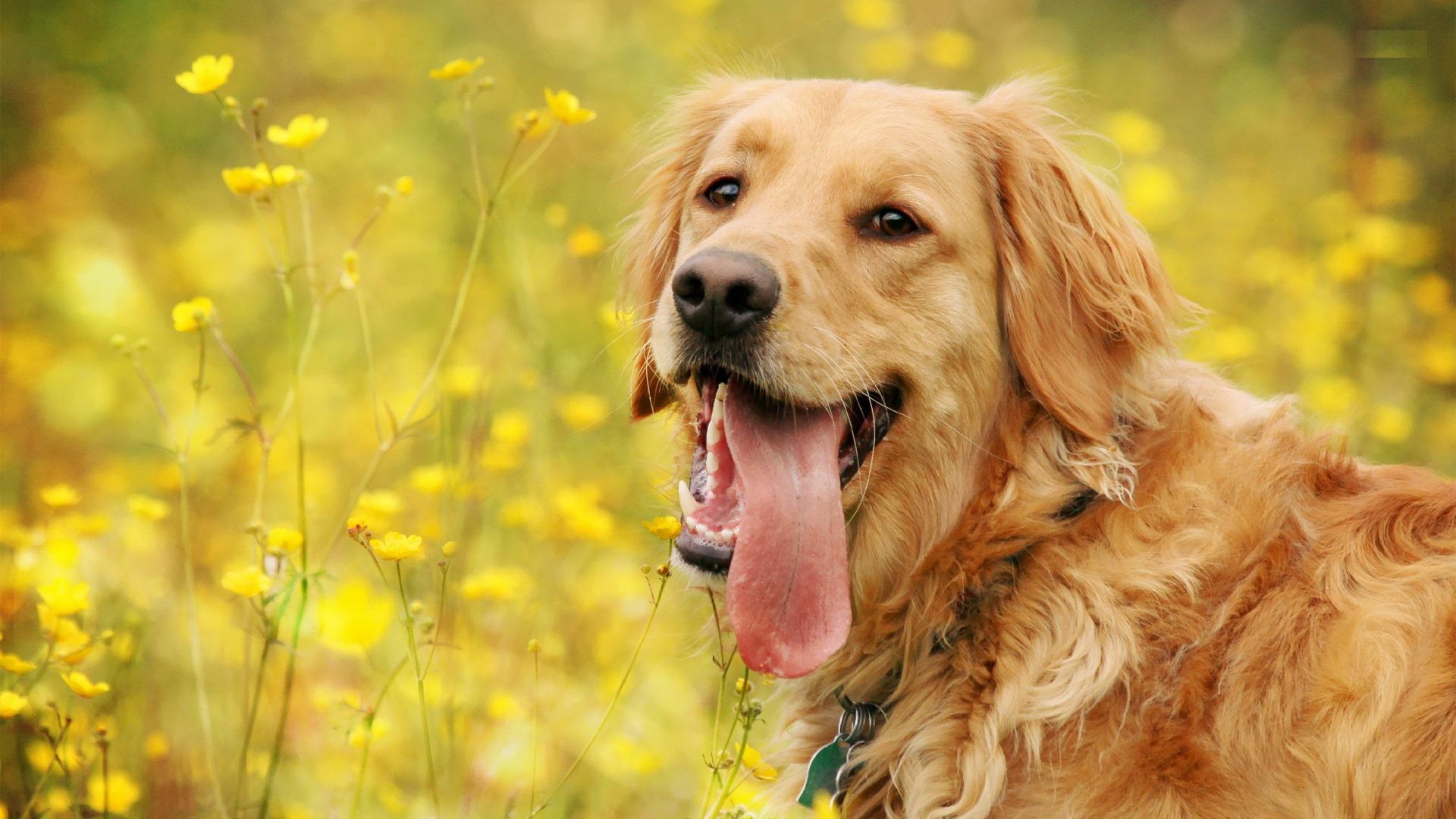 Dog Wallpaper Desktop - Dog Wallpaper For Laptop - 1920x1080 Wallpaper - Dog Wallpaper Desktop - Dog Wallpaper For Laptop - 1920x1080 Wallpaper -