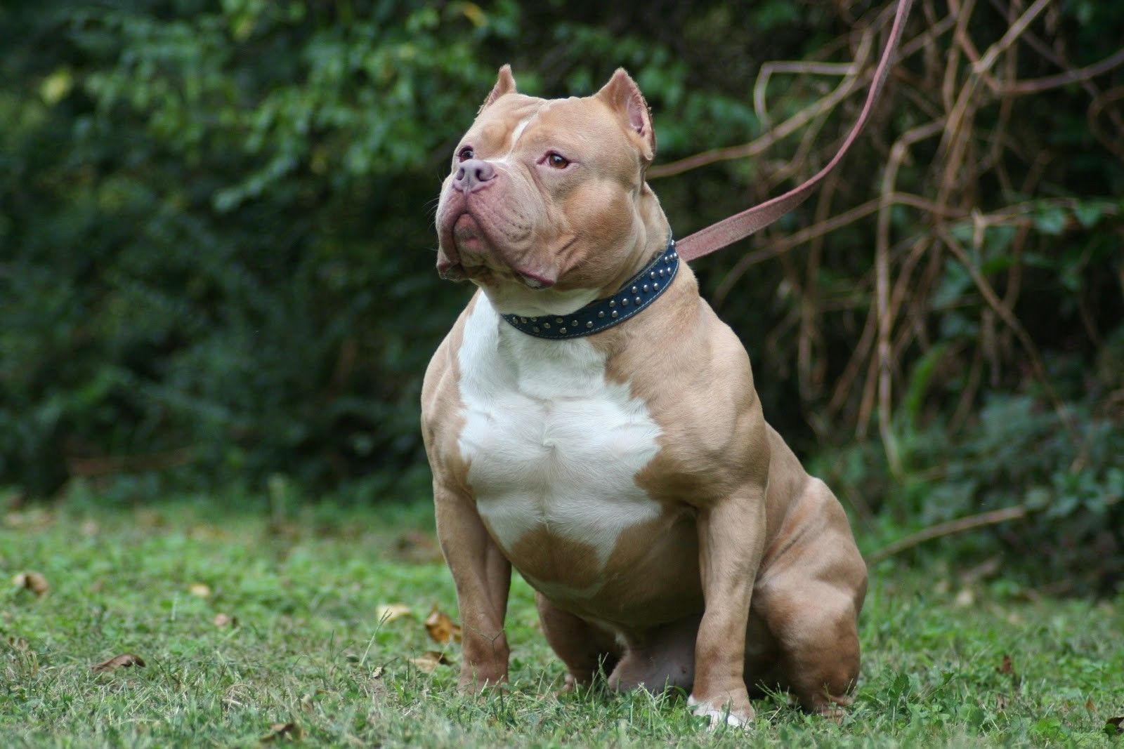 Pitbull Dog Images Hd - HD Wallpaper 