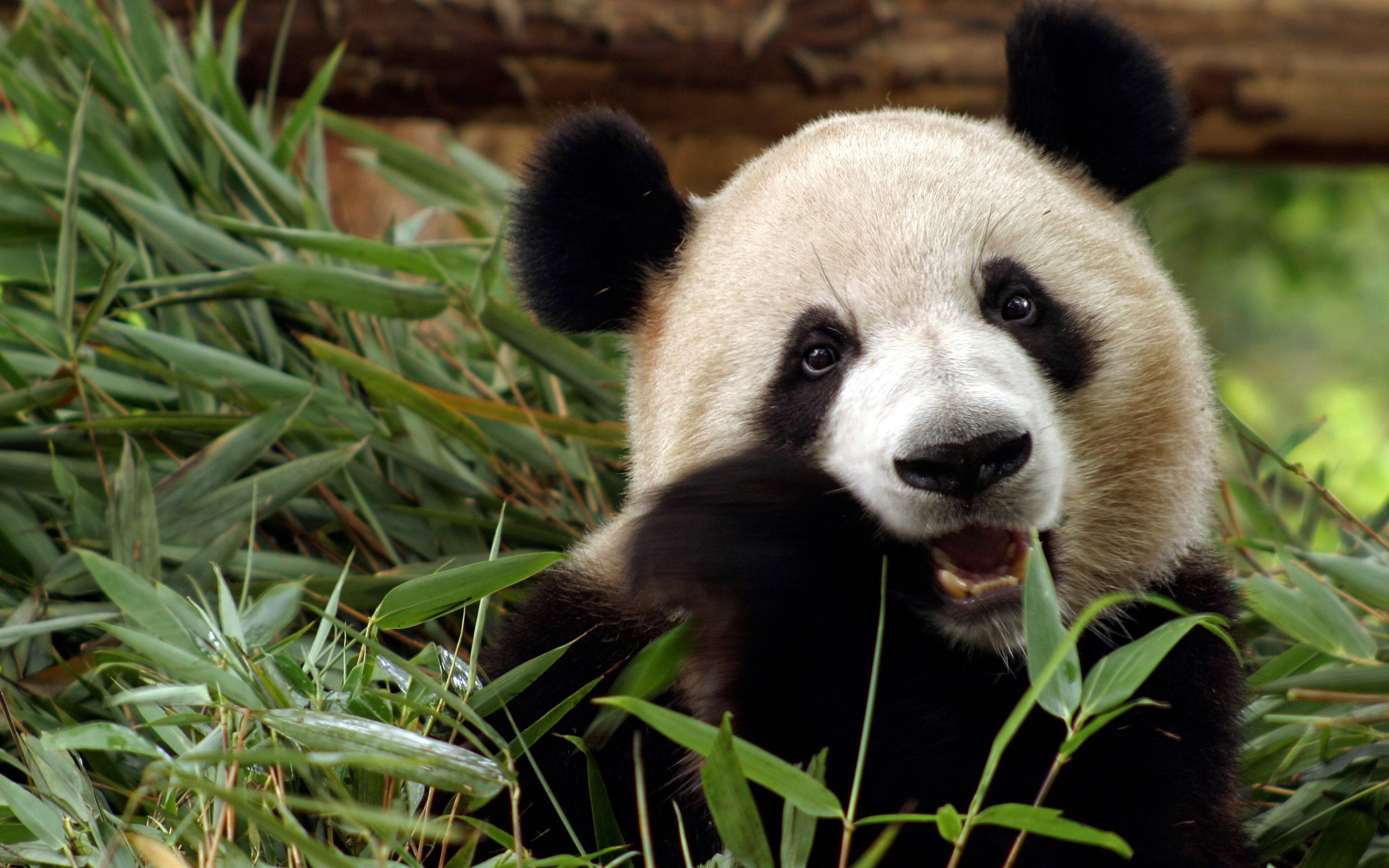 Panda Bear Wallpaper - Panda Hd - HD Wallpaper 