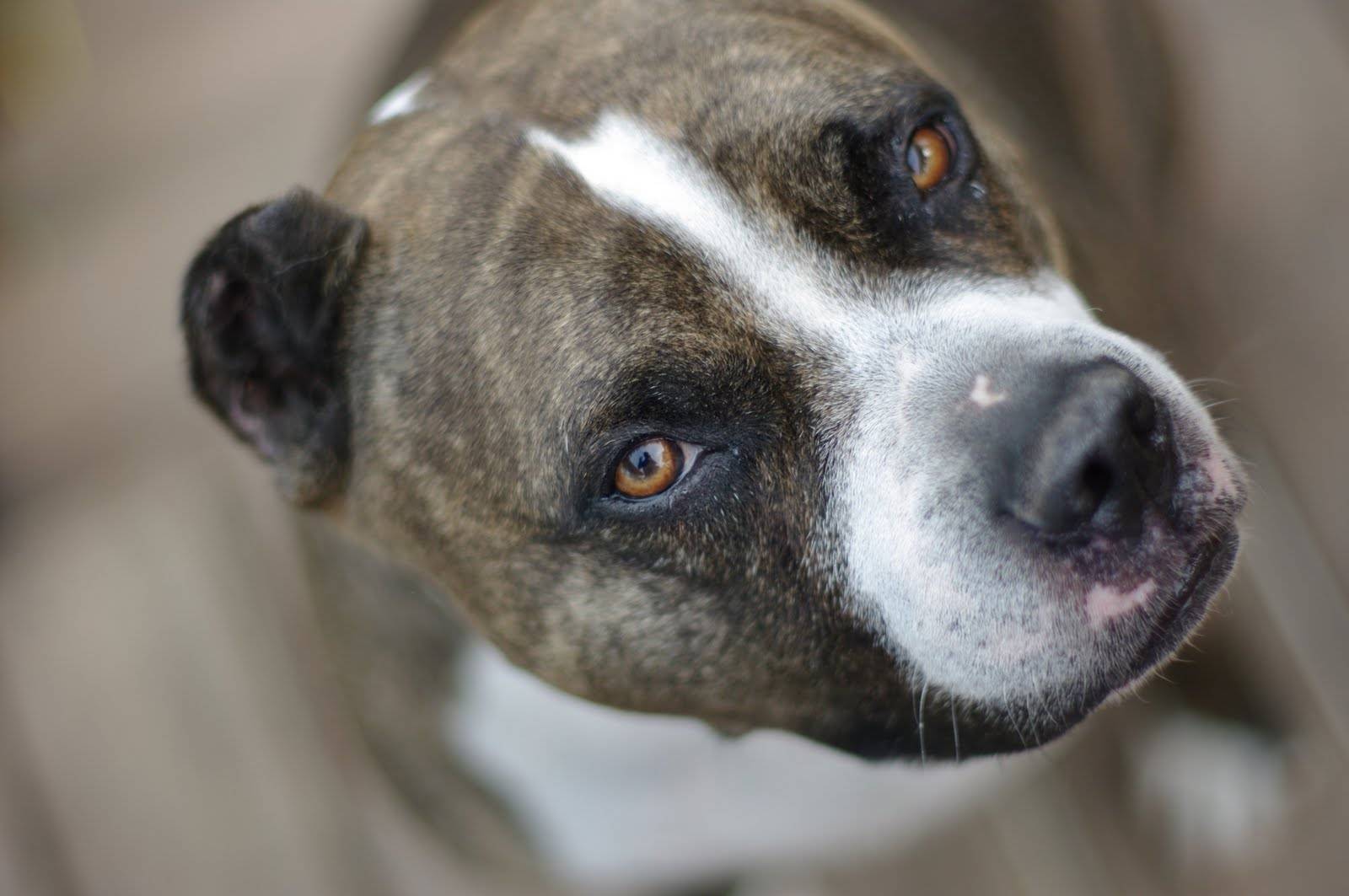 Pitbull Dog Live Wallpaper Hd For Free Download On - American Pit Bull Terrier - 1600x1063 Wallpaper Pitbull Dog Live Wallpaper Hd For Free Download On - American Pit Bull Terrier - 1600x1063 Wallpaper