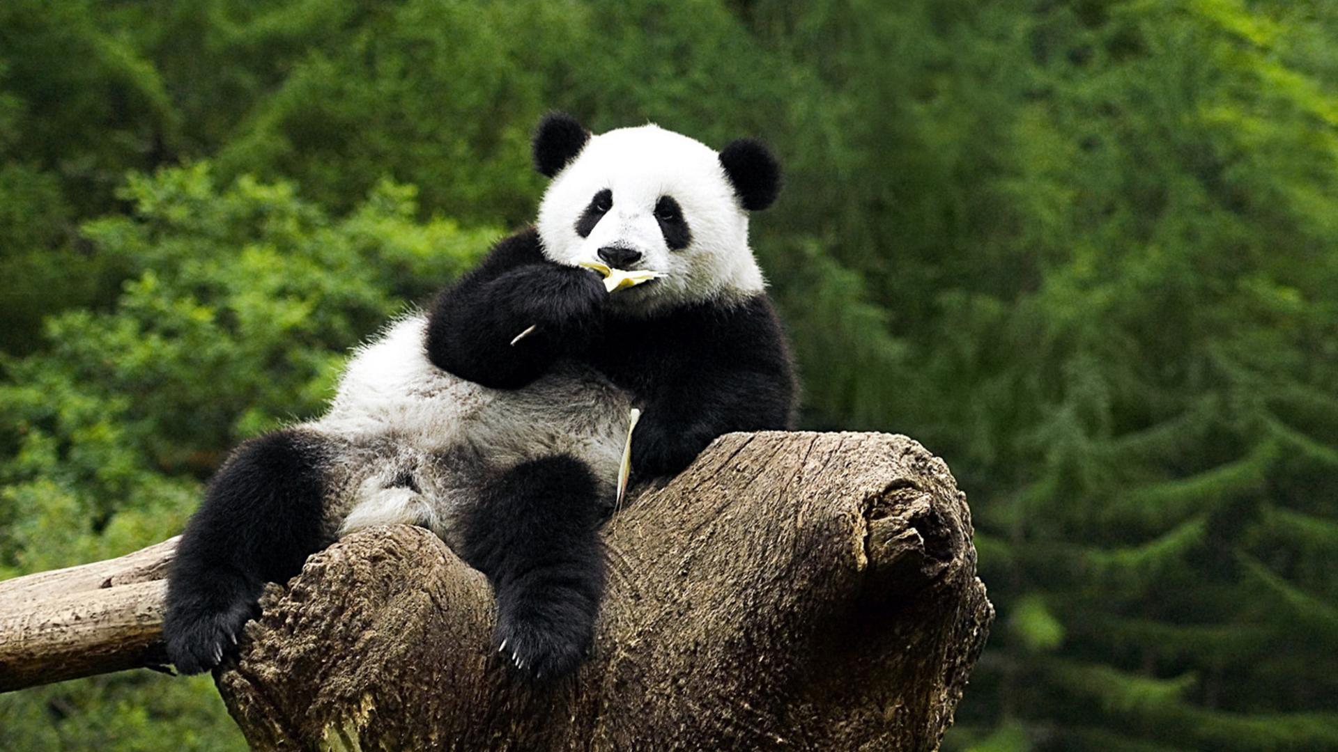 Cute Panda - HD Wallpaper 