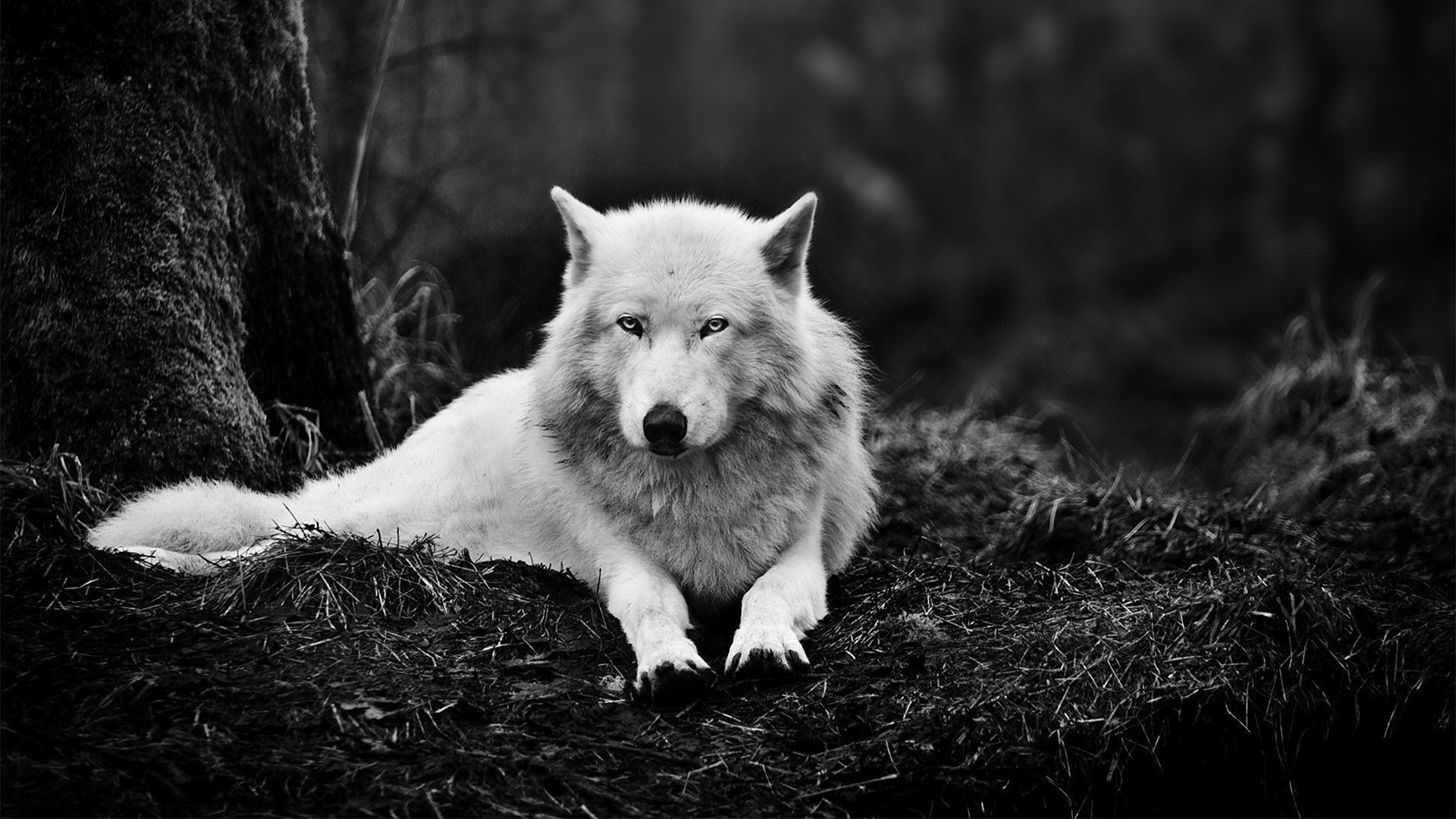 1920x1080, Wolf Wallpaper High Quality 
 Data Id 57277 - Wolf Background Windows 10 - HD Wallpaper 