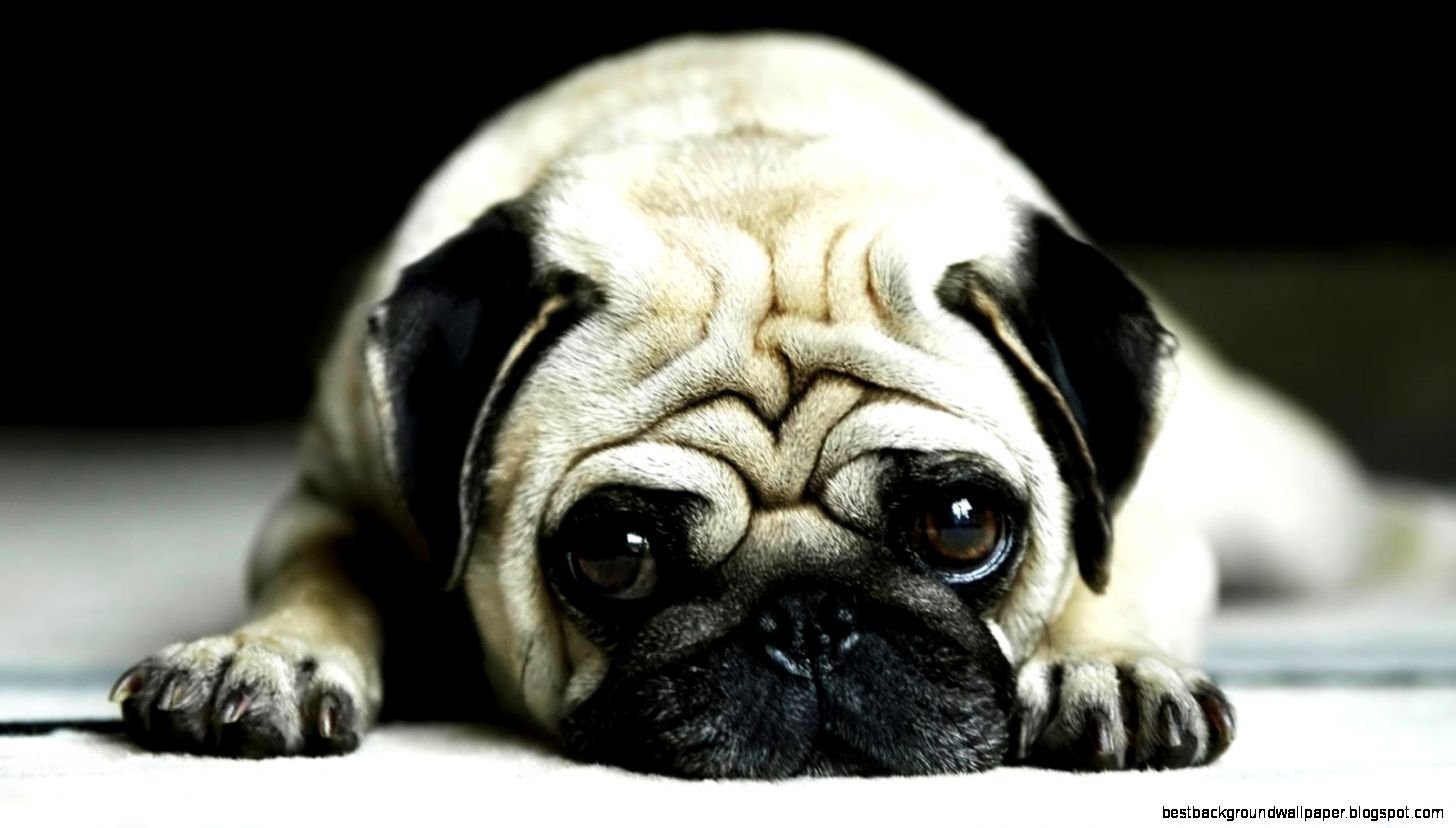 Pug Dog Live Wallpaper Android Apps On Google Play - Pug Hd - HD Wallpaper 