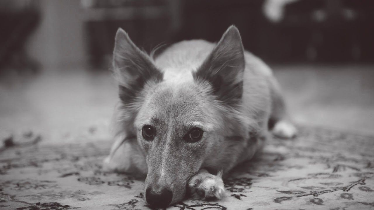 Fluffy Ears Dog Hd Live Wallpaper - Companion Dog - HD Wallpaper 