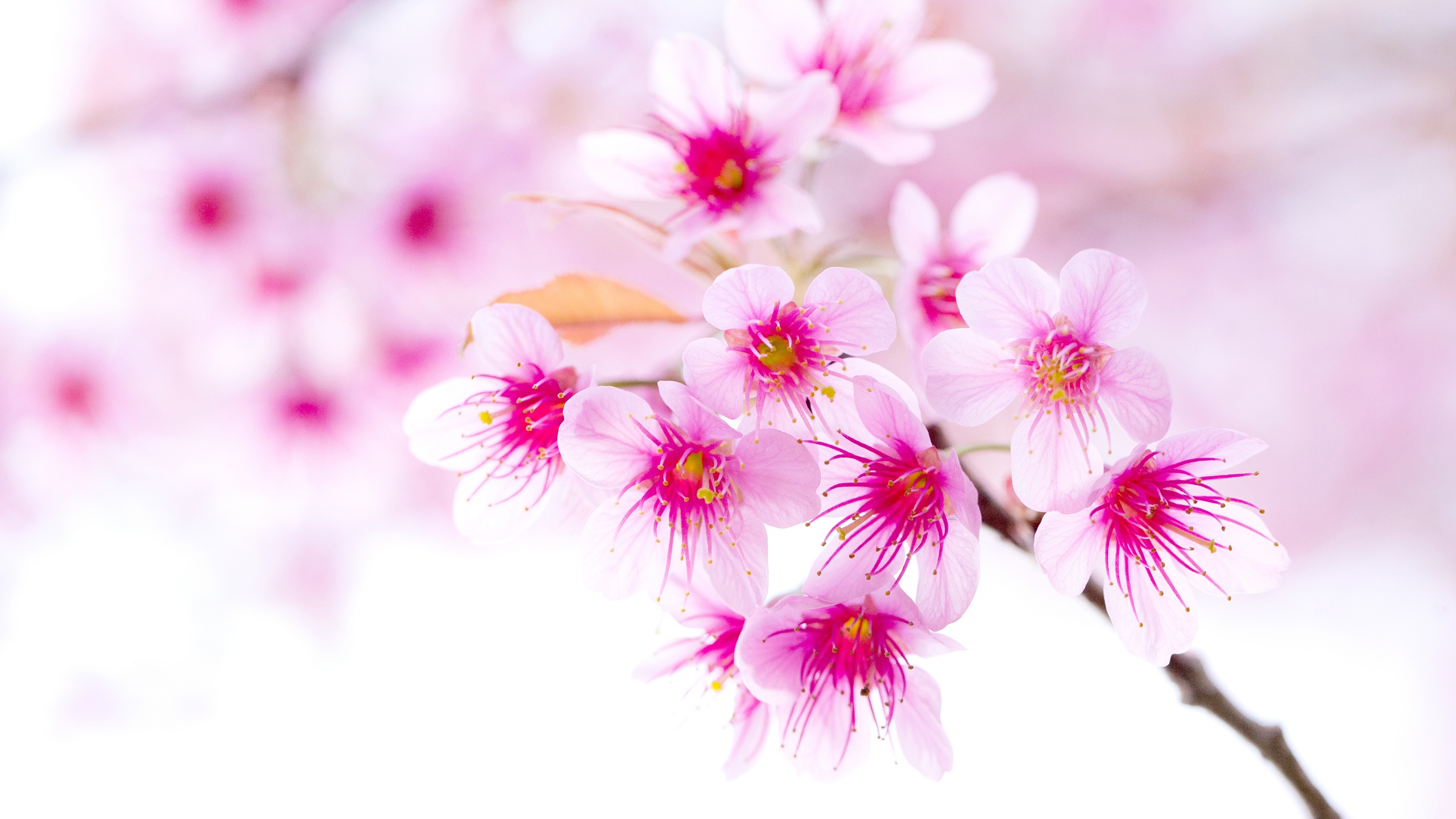 Best And Beautiful Images Of Flowers - HD Wallpaper 