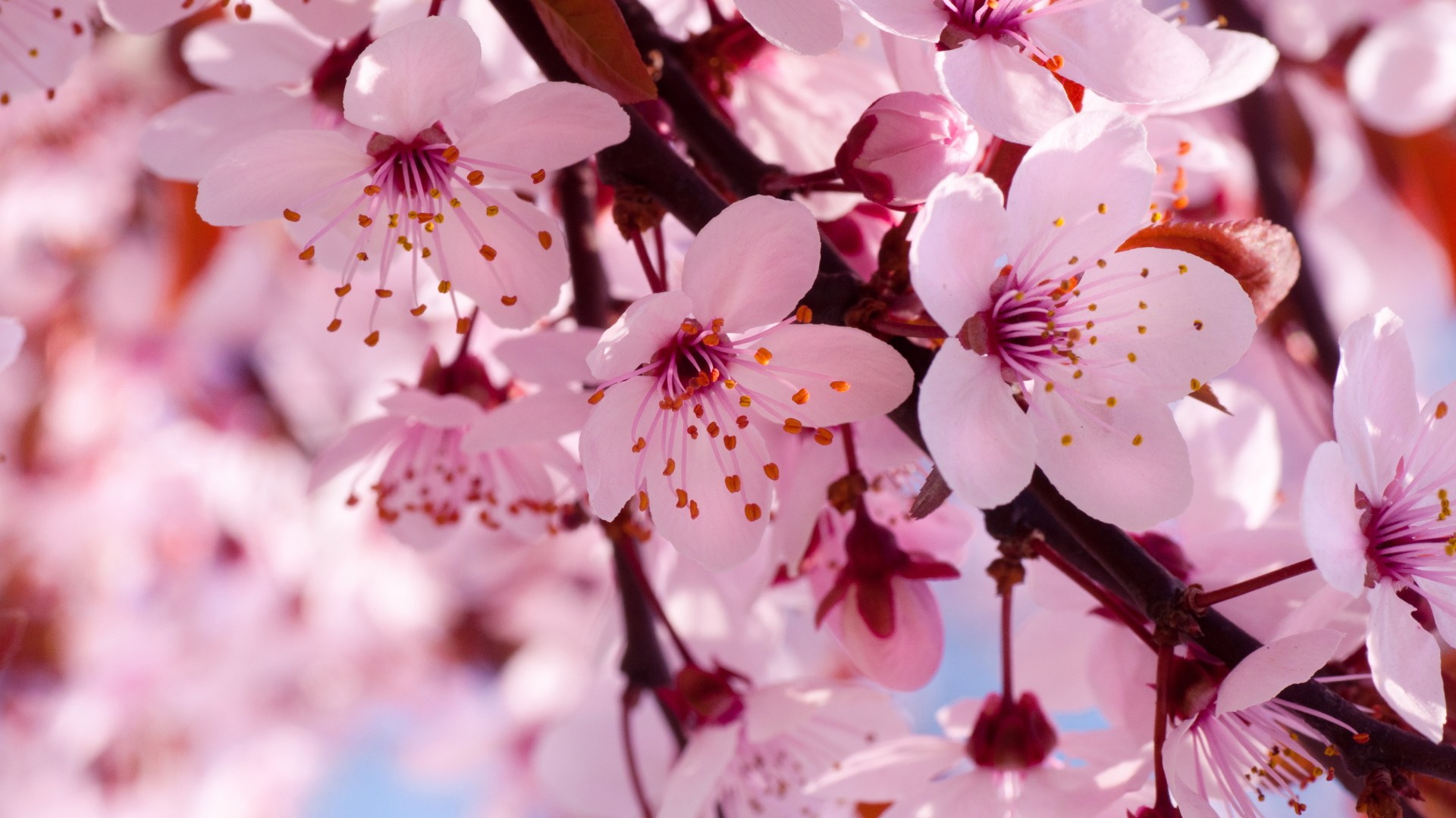 Cherry Blossom Background Hd - HD Wallpaper 
