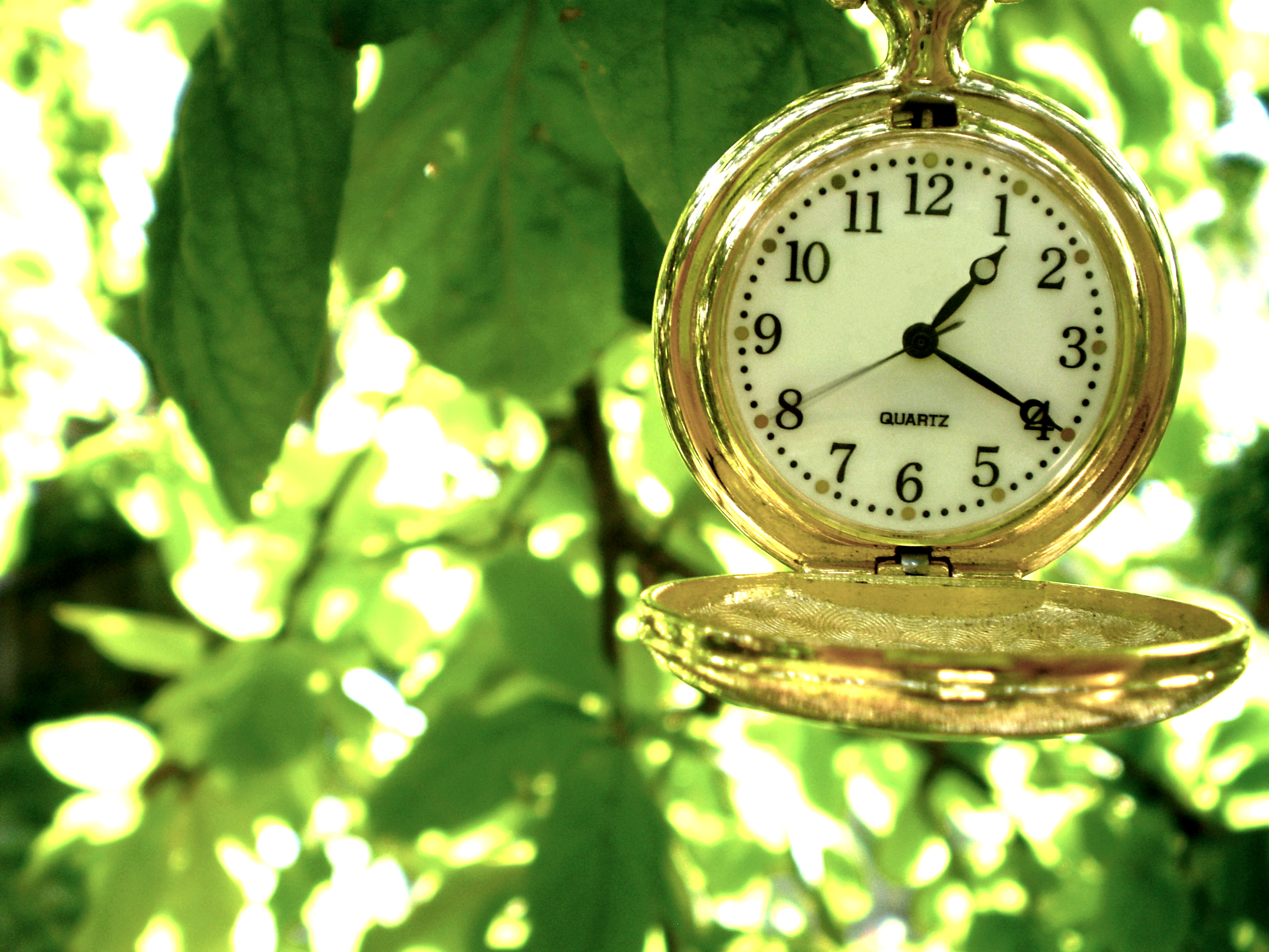 Clock Hanging From Tree - HD Wallpaper 