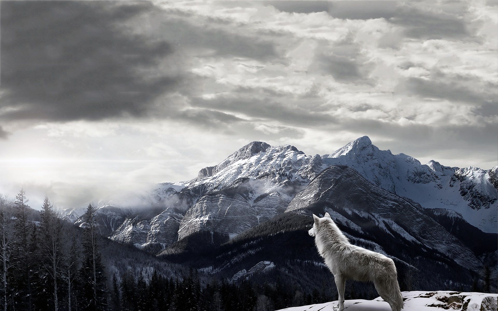 Lone Wolf Background - HD Wallpaper 