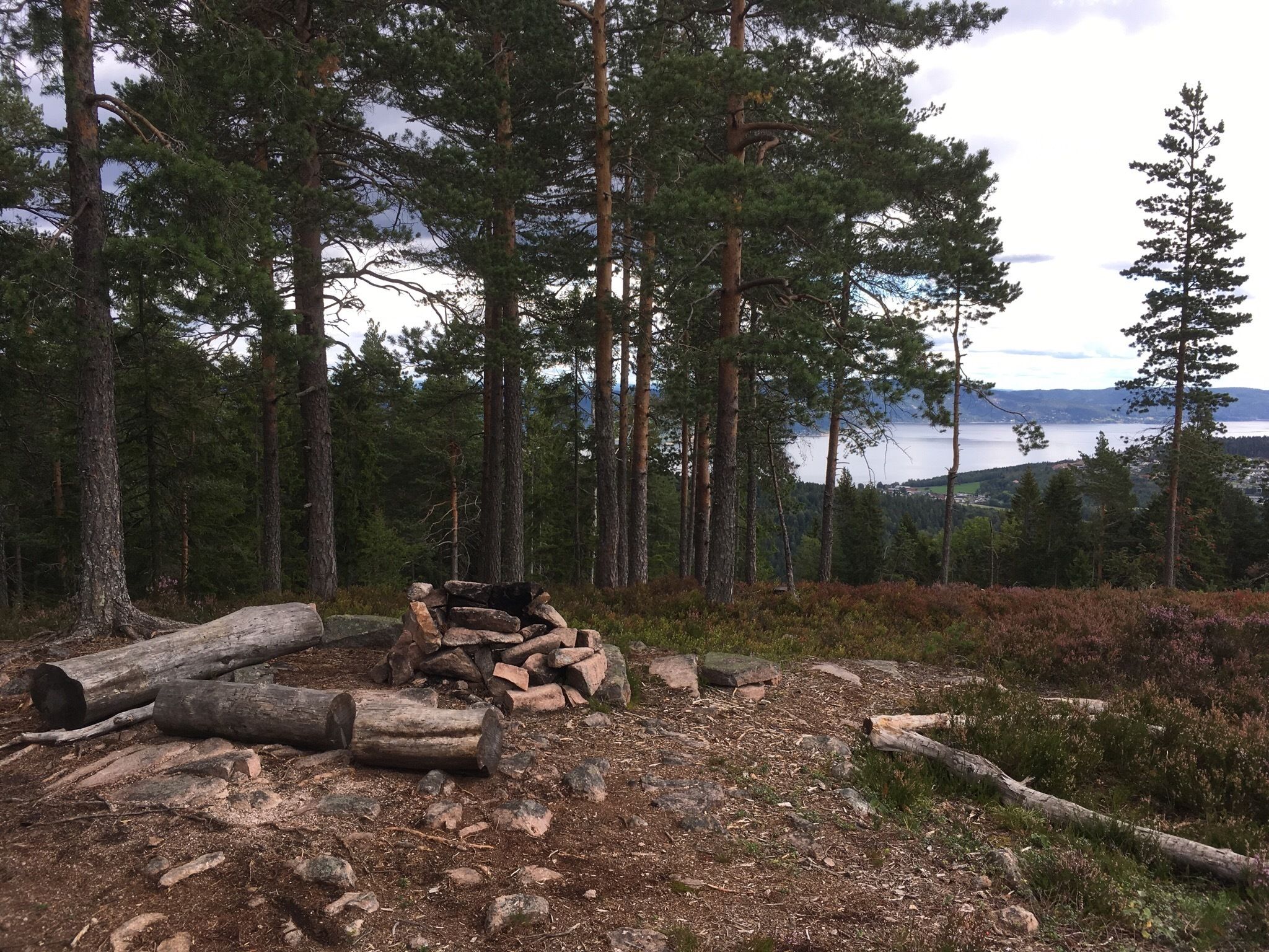 Spruce-fir Forest - HD Wallpaper 