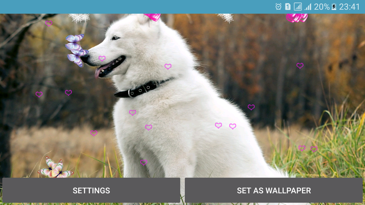 Dog Live Wallpaper - سگ هاسکی مالاموت - HD Wallpaper 