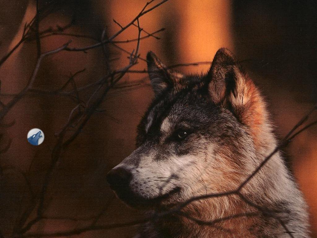 Wolf Quotes Stay Strong - HD Wallpaper 