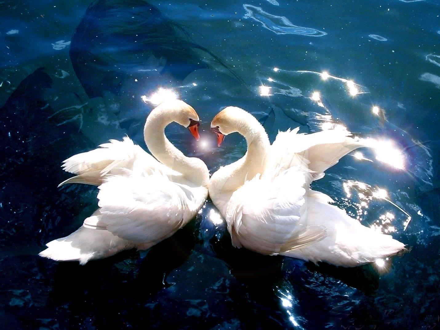 Love Couple Wallpapers Free Download 
 Best Images - Romantic Love Bird Couple - HD Wallpaper 