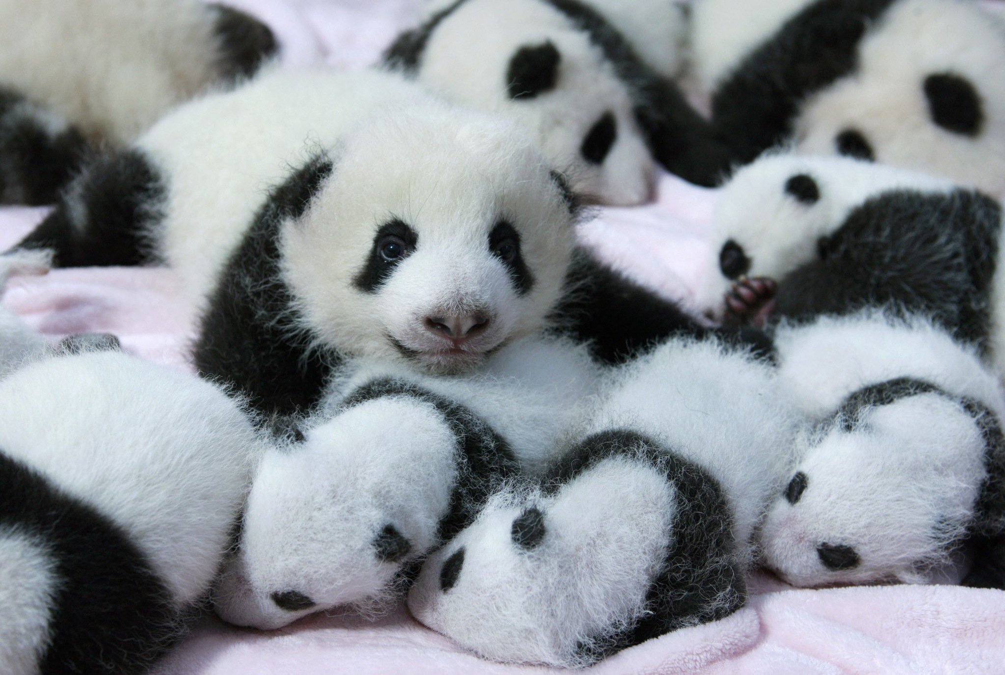 Cute Baby Panda Bear - HD Wallpaper 