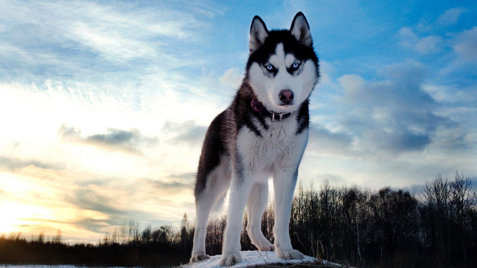 1920x1080, How To Install - 4k Dogs - 1920x1080 Wallpaper 1920x1080, How To Install - 4k Dogs - 1920x1080 Wallpaper