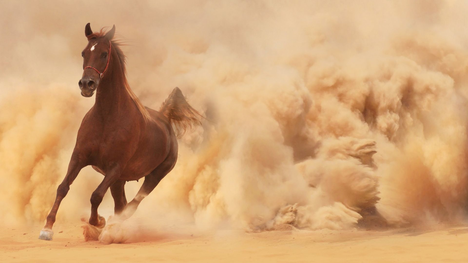 Running Horse Dust Cloud Wallpaper - Horse Wallpaper Hd - HD Wallpaper 