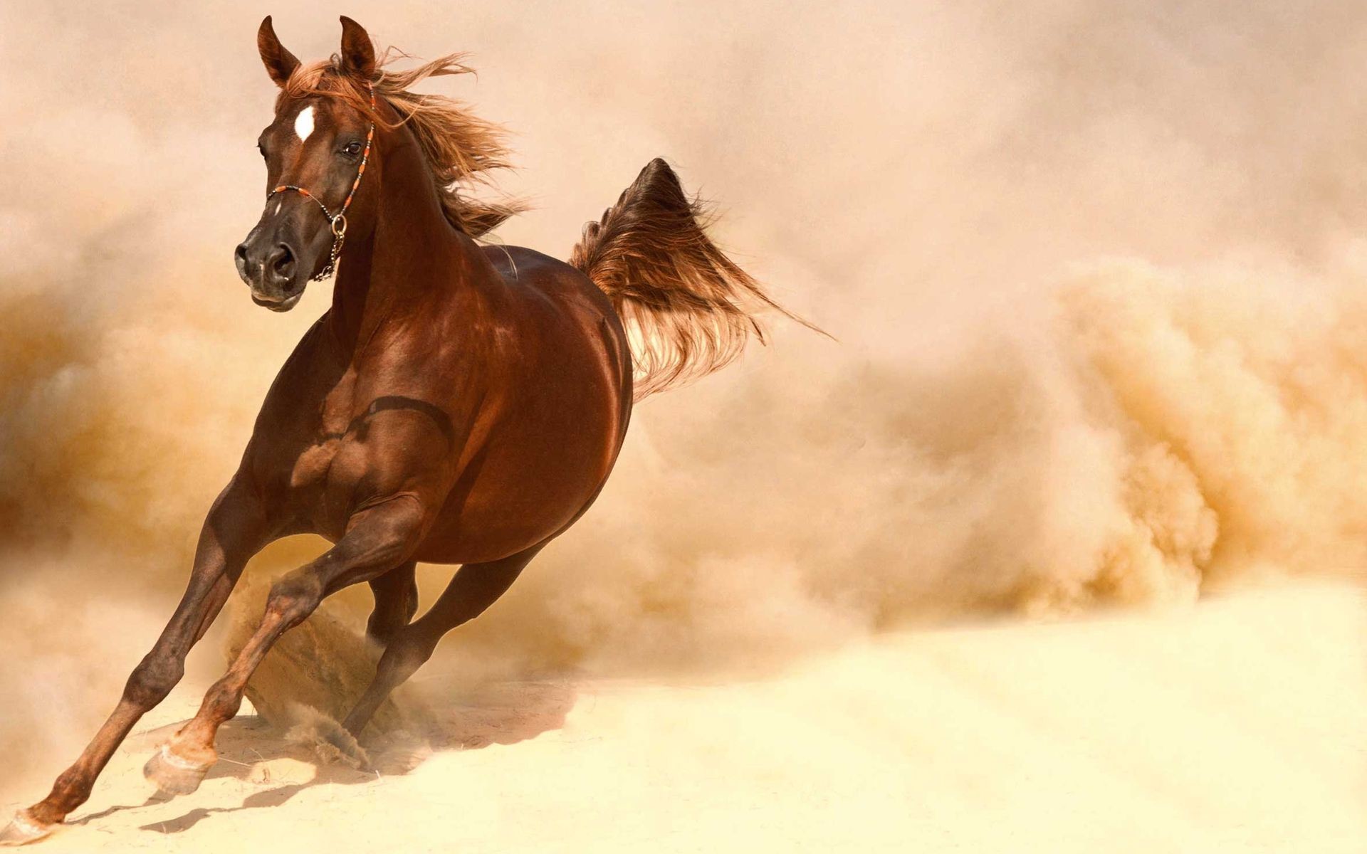 Running Horse 
 Data-src - Running Horse Hd Jpg - HD Wallpaper 