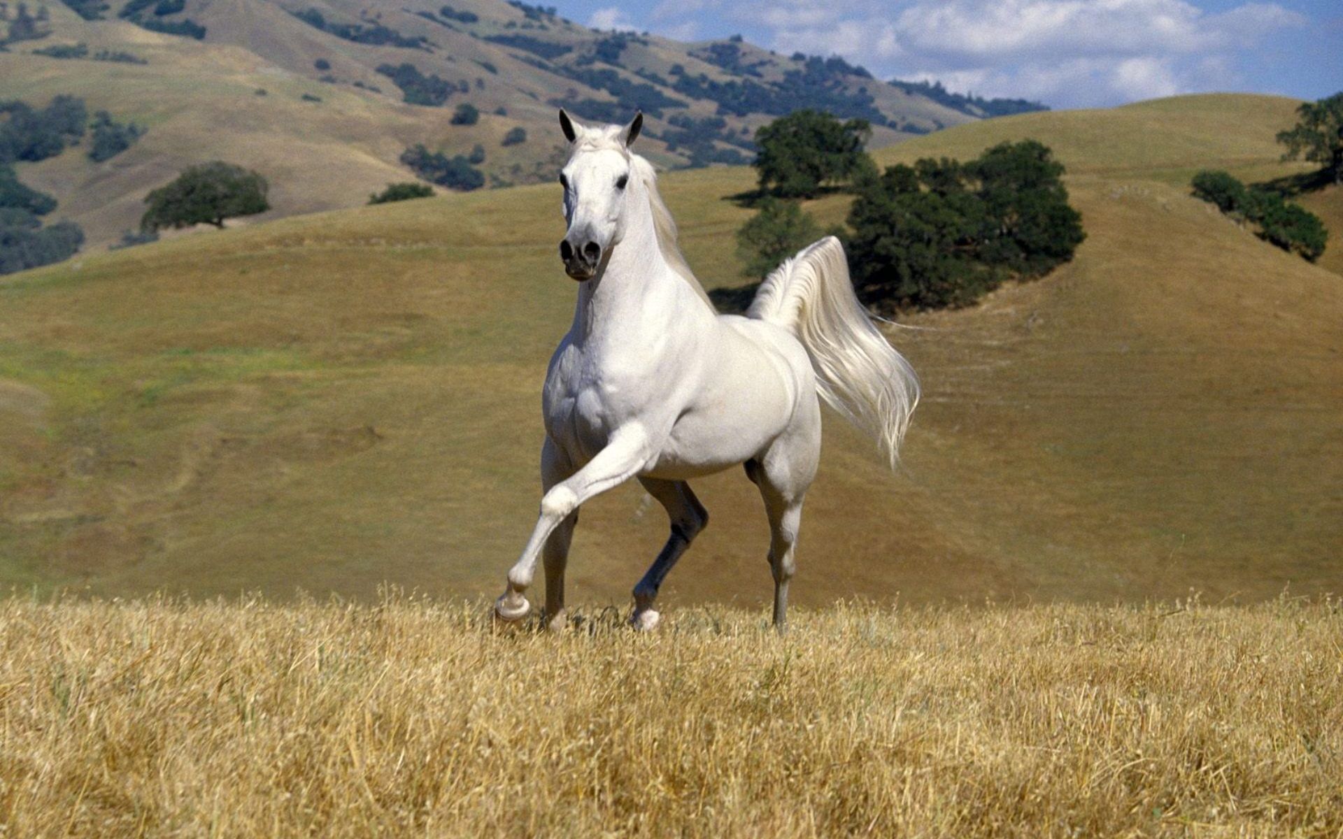 White Horse Widescreen Wallpaper - White Horse In A Field - HD Wallpaper 