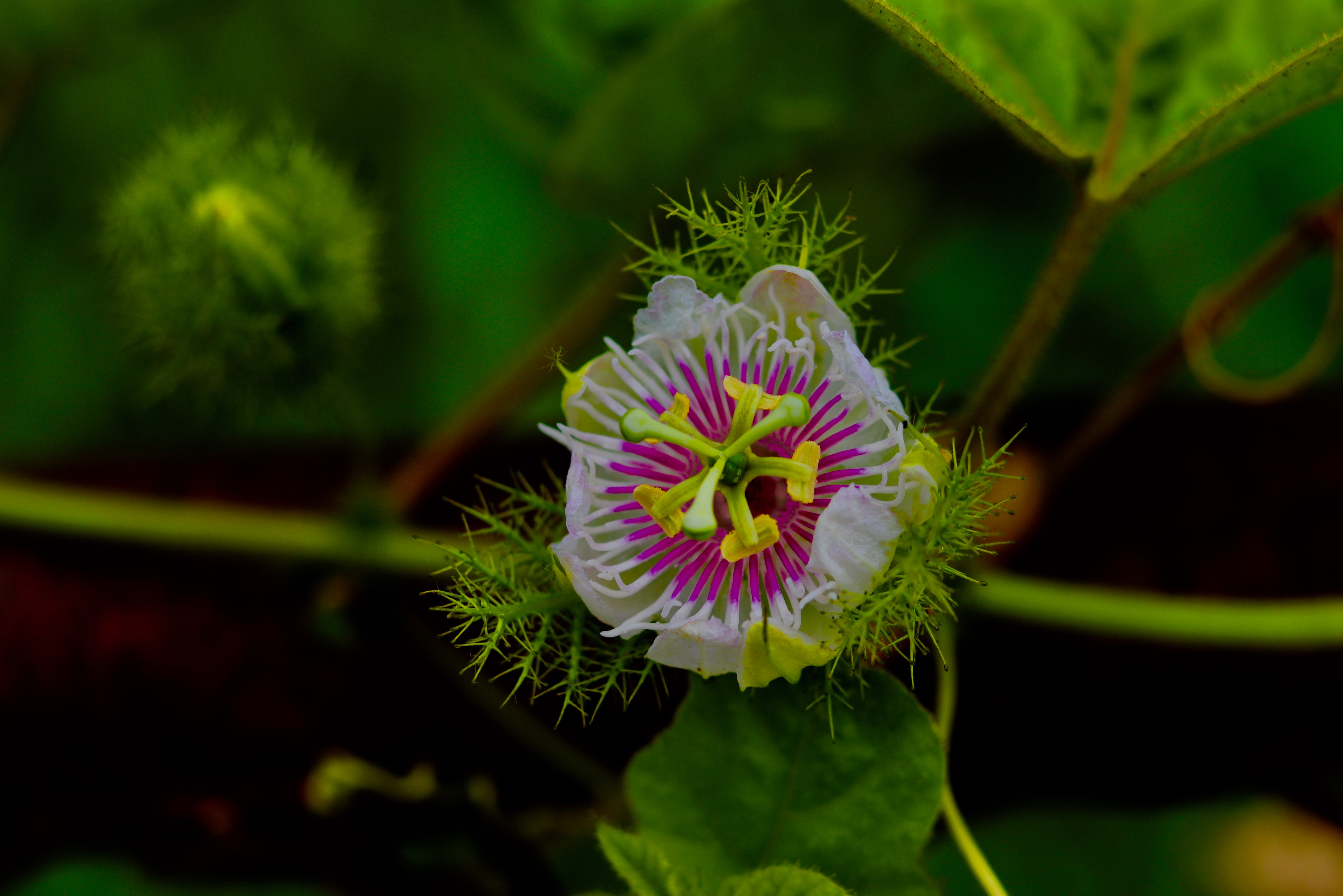 Passion Flower - HD Wallpaper 