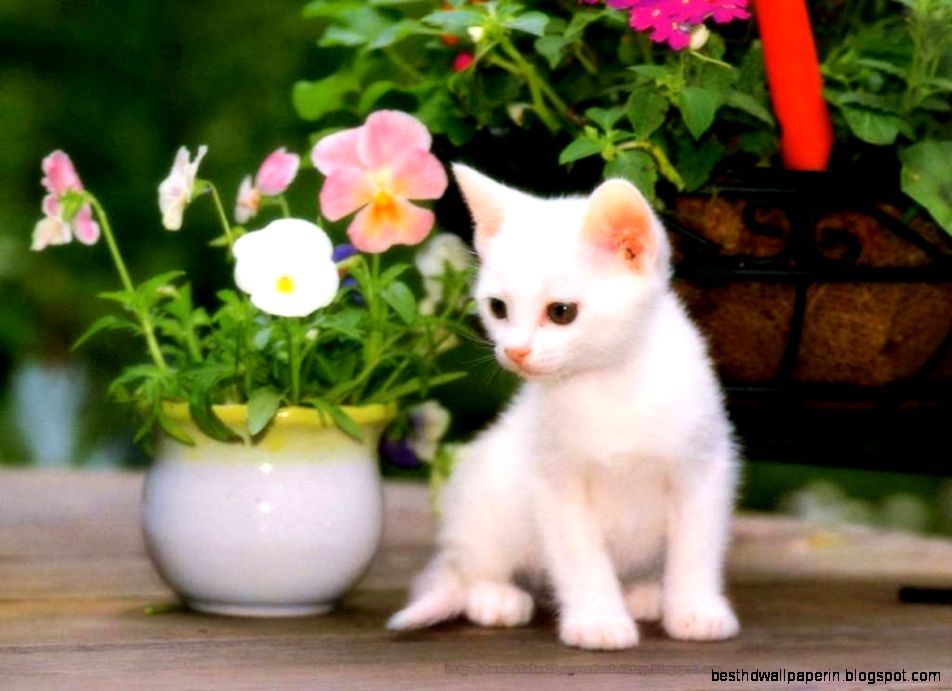 Cute Cat Wallpapers Free Download Whatsapp Girls Number - Cats Wallpaper Beautiful - HD Wallpaper 