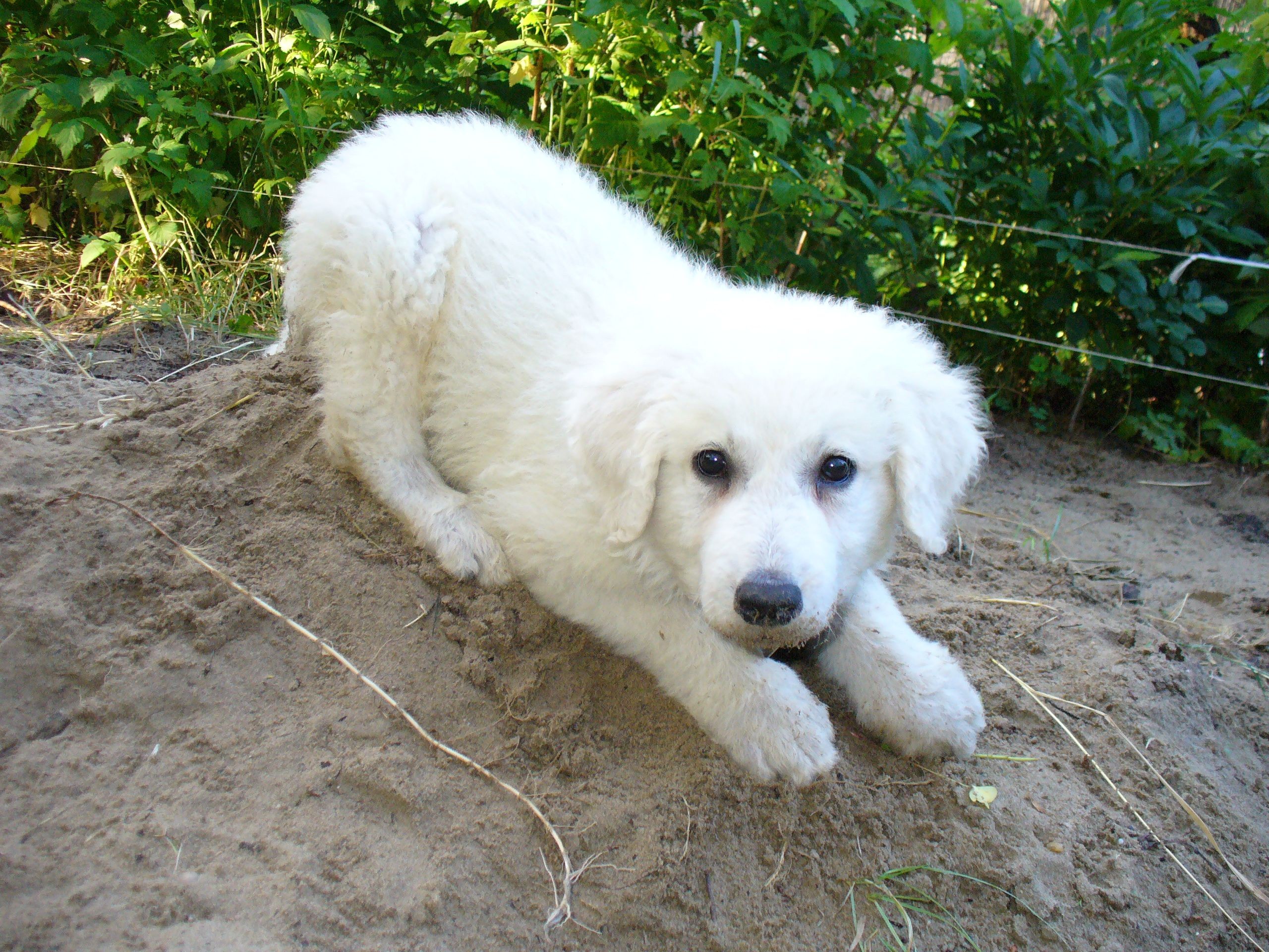 Lovely Kuvasz Dog Wallpaper - Razas De Perros Cubas - HD Wallpaper 