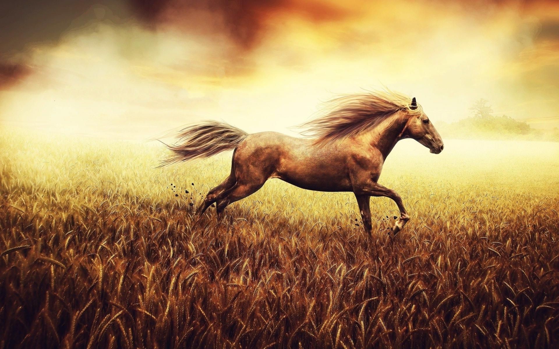 Running Horse Hd Wallpaper Running Horse Hd Wallpaper - Way Of Life 432 Hz Hans Zimmer - HD Wallpaper 