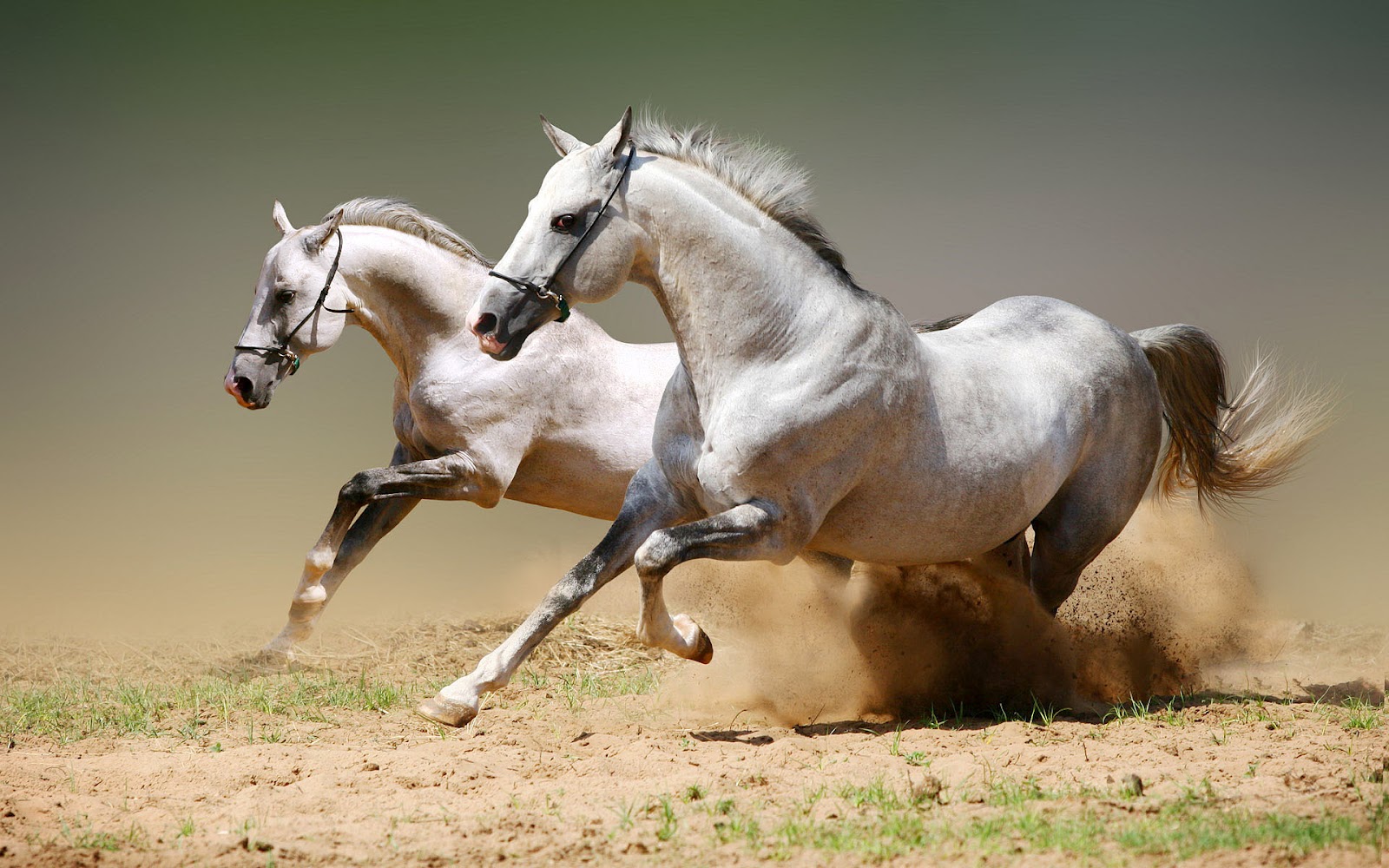 With White Horses Running Fast Horse Wallpaper Backgrounds - Arabian Horse High Resolution - HD Wallpaper 