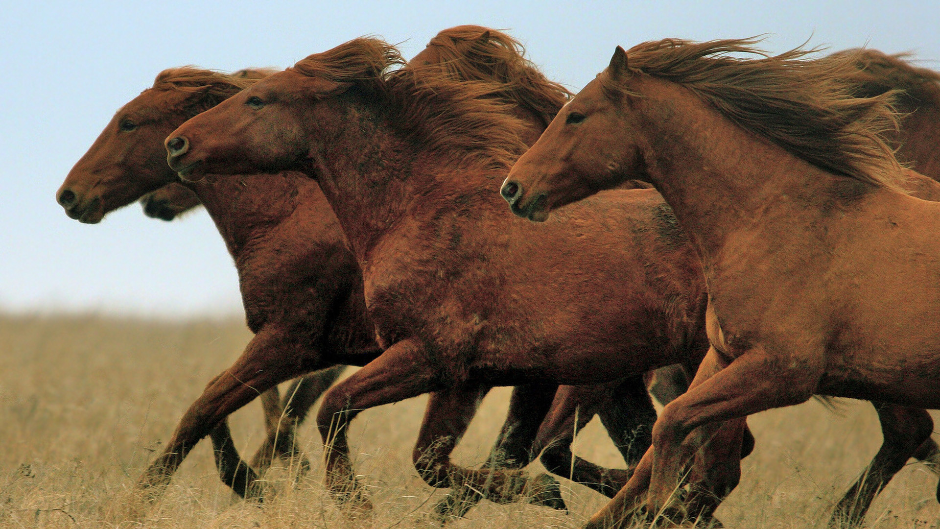 7 Running Horses Wallpaper 
 Data-src - Wild Horses Running Hd - HD Wallpaper 
