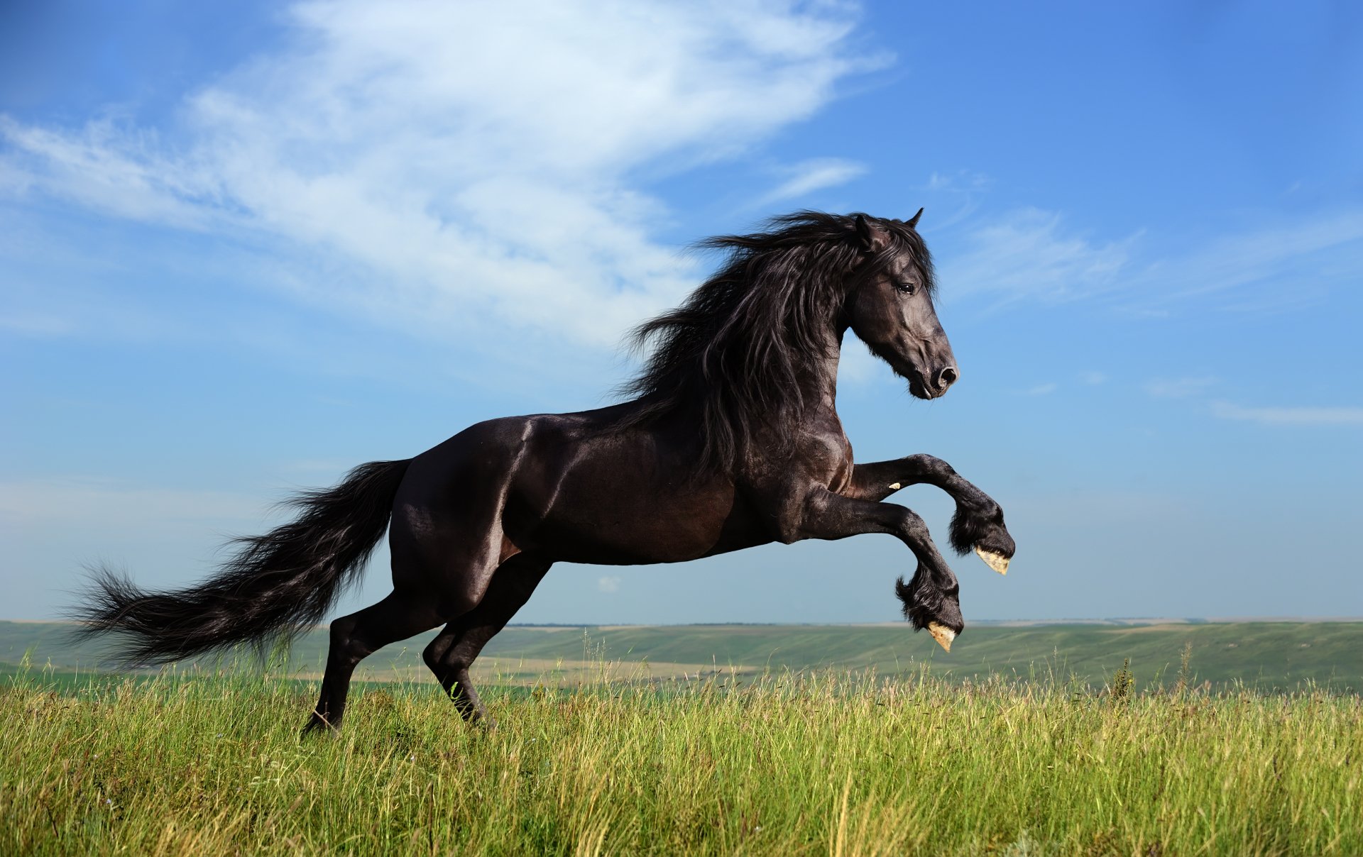 Beautiful Black Horse - HD Wallpaper 