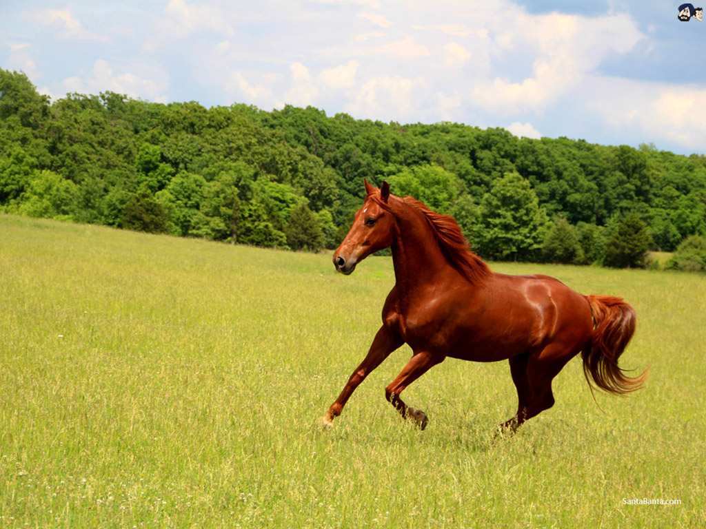Running Horse - HD Wallpaper 